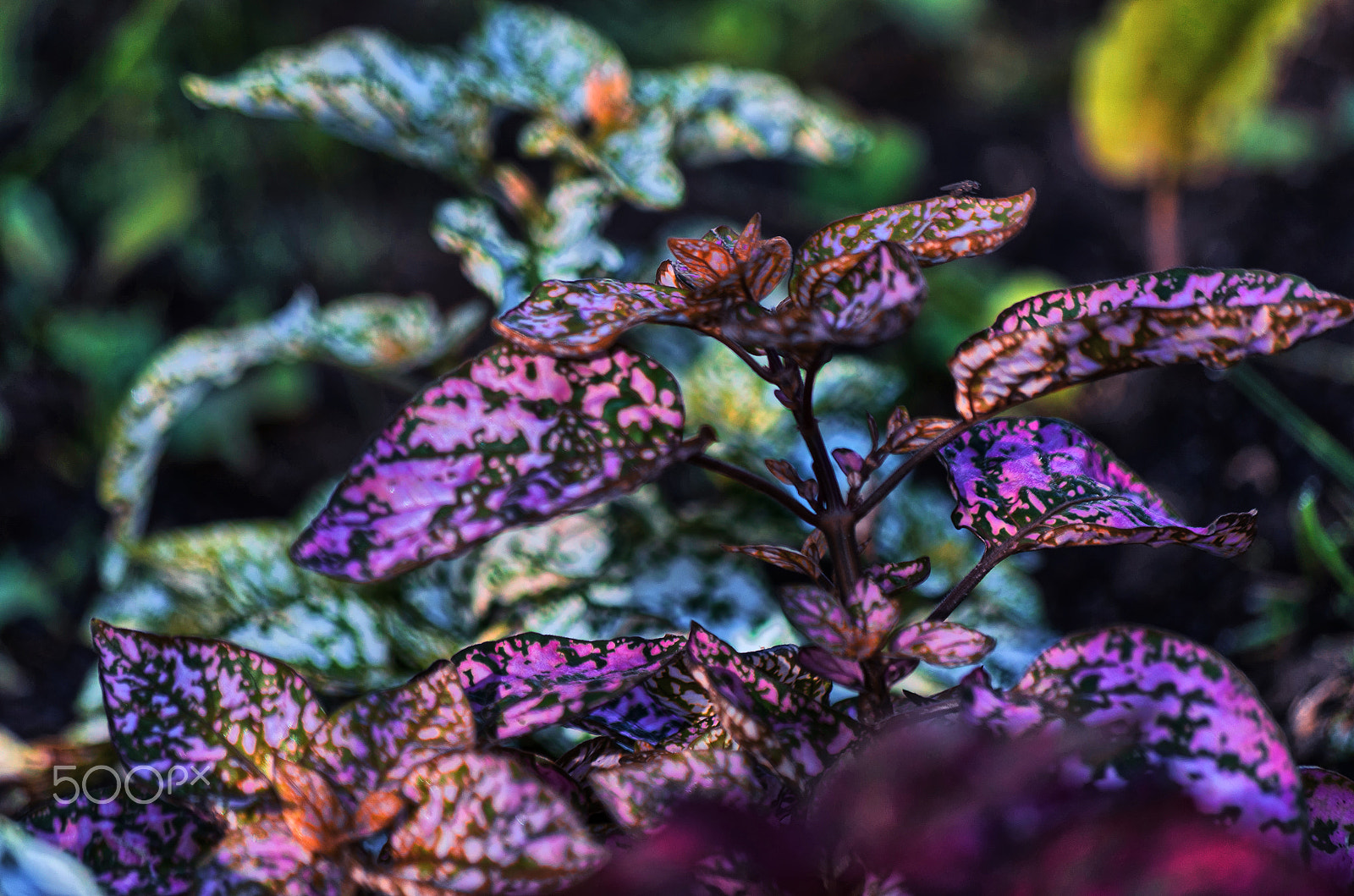 Pentax smc DA 50-200mm F4-5.6 ED WR sample photo. Pandora forest photography