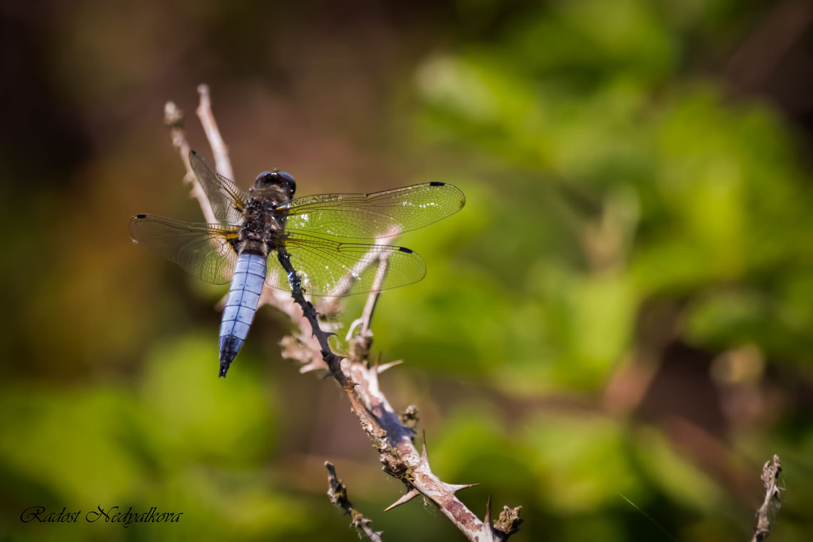 Sigma 150-600mm F5-6.3 DG OS HSM | C sample photo. Dragonfly photography