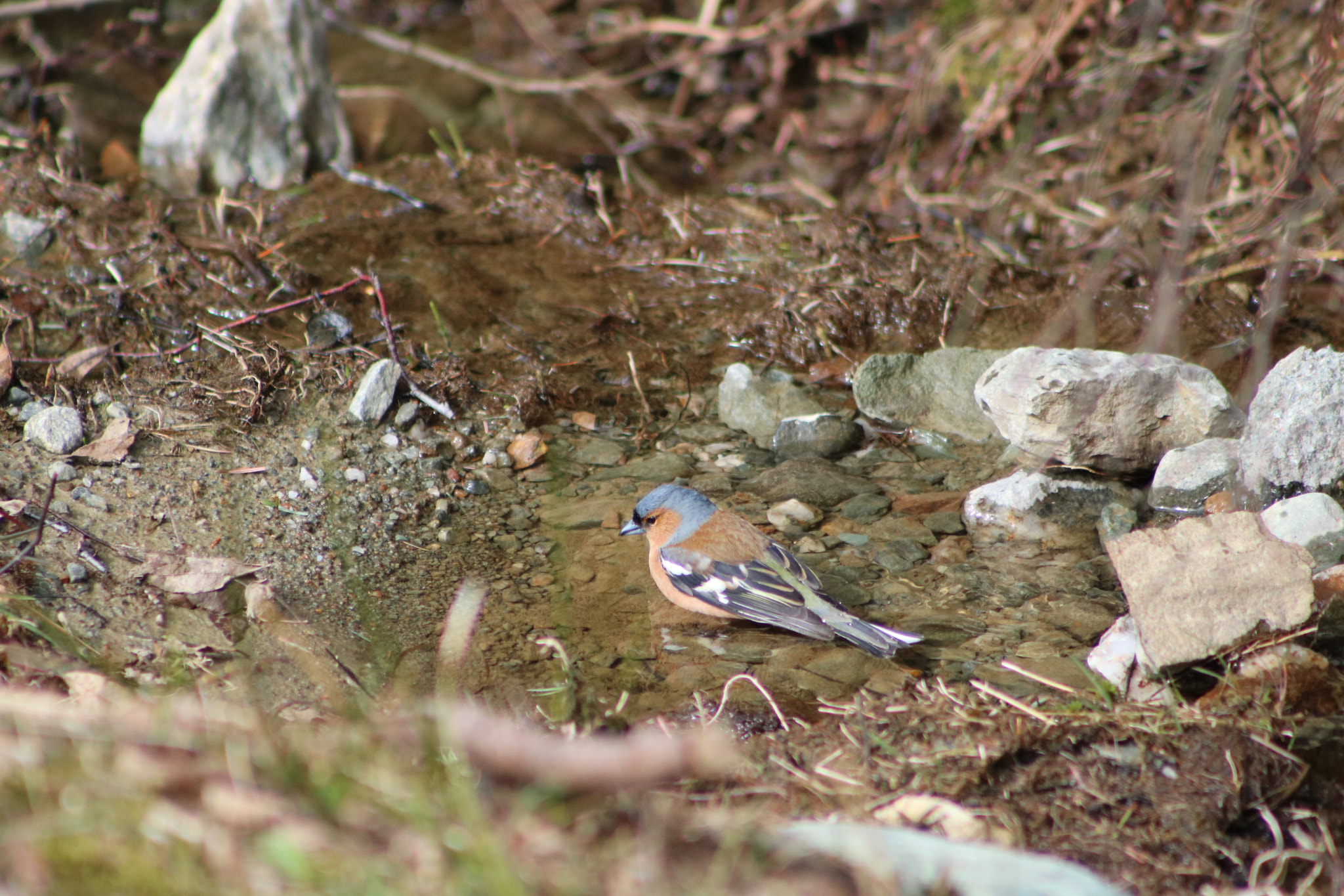 Canon EOS 760D (EOS Rebel T6s / EOS 8000D) + EF75-300mm f/4-5.6 sample photo. Bathing chaffinch photography