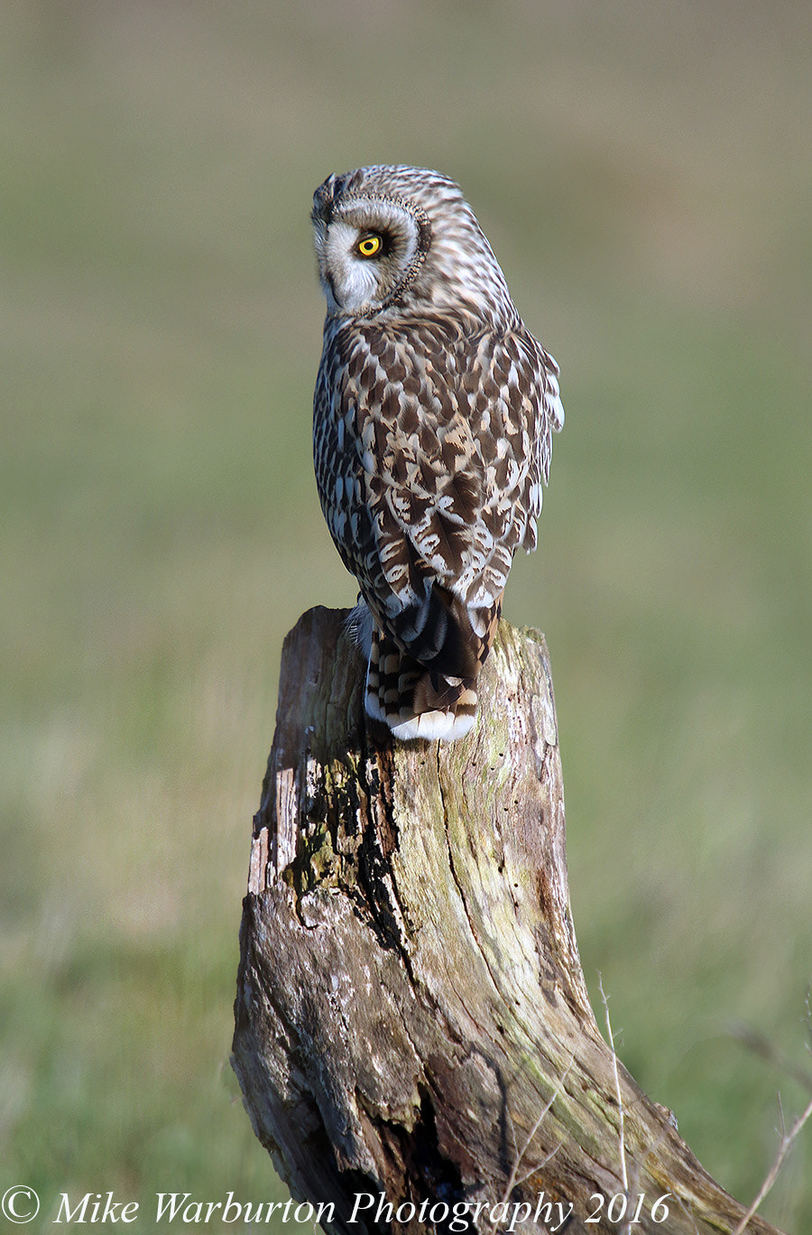 Sigma 50-500mm f/4-6.3 APO HSM EX sample photo. Short eared owl photography
