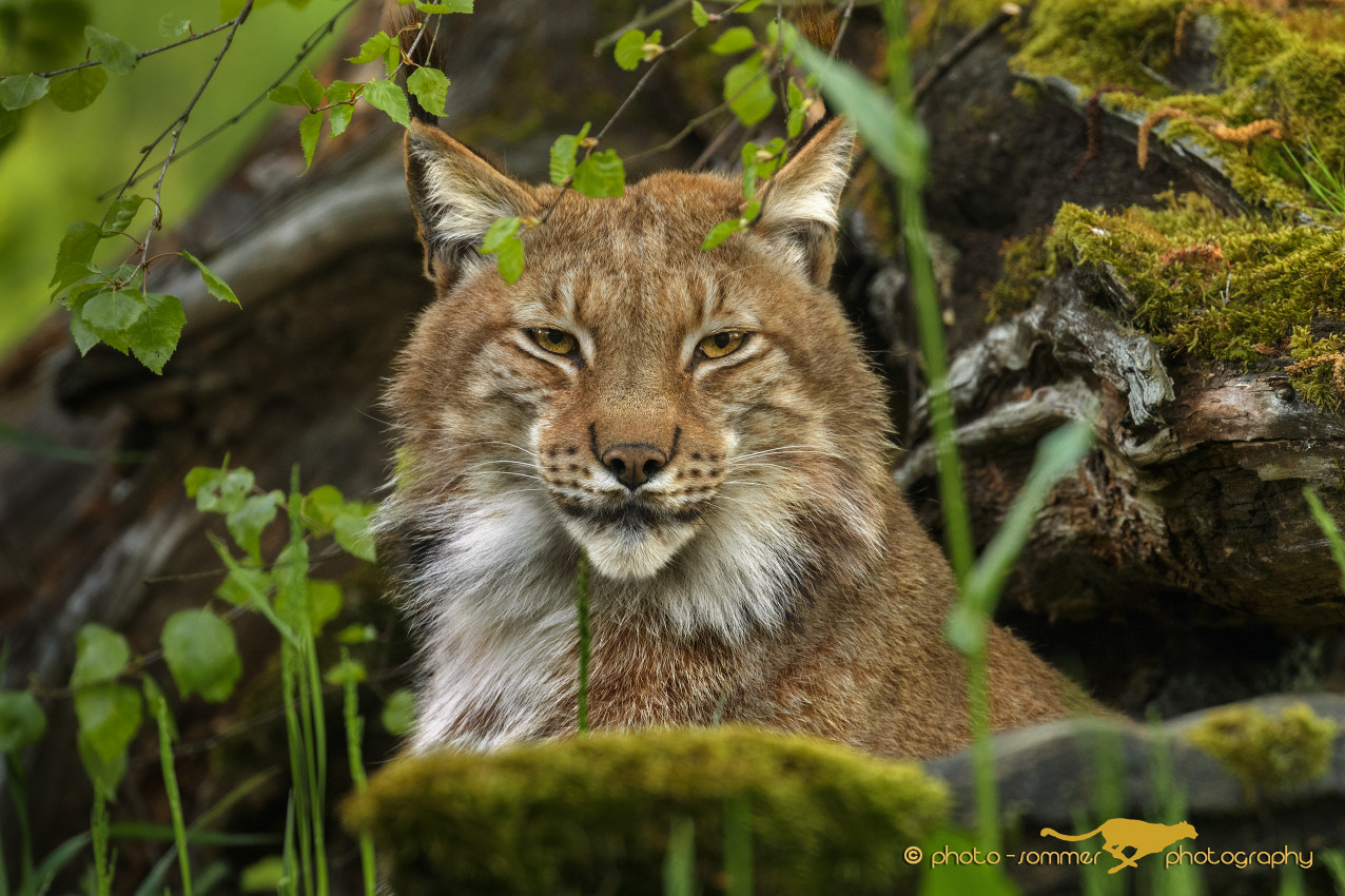 Canon EF 100-400mm F4.5-5.6L IS II USM sample photo. Lynx photography
