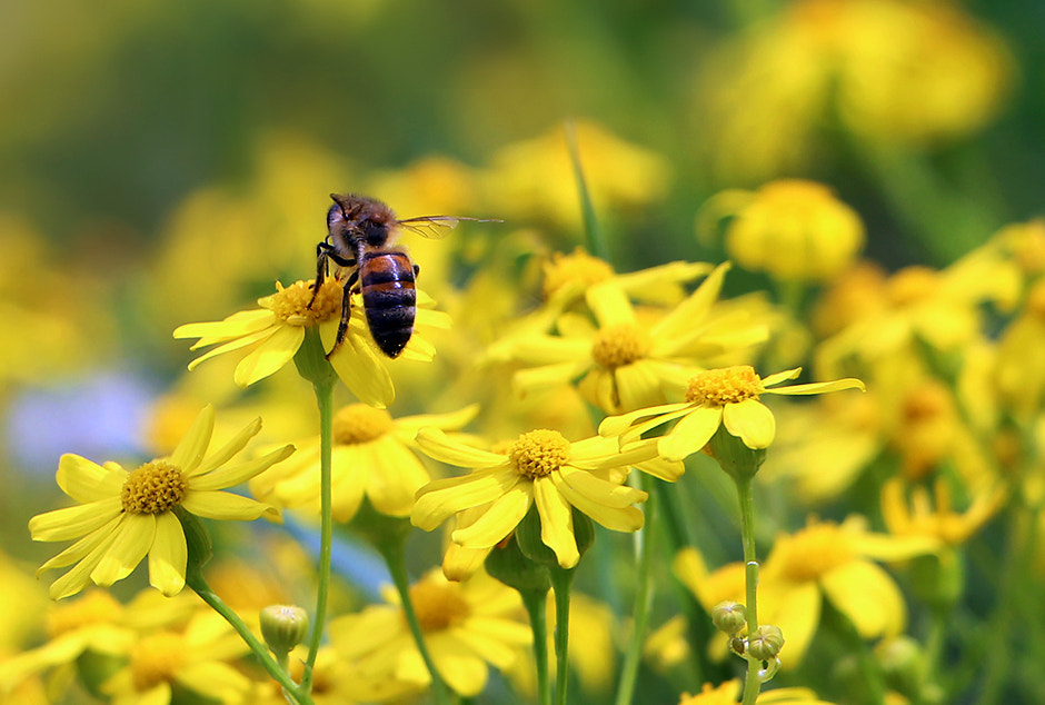 Canon EF-S 18-135mm F3.5-5.6 IS STM sample photo. Bee on yellow flower photography