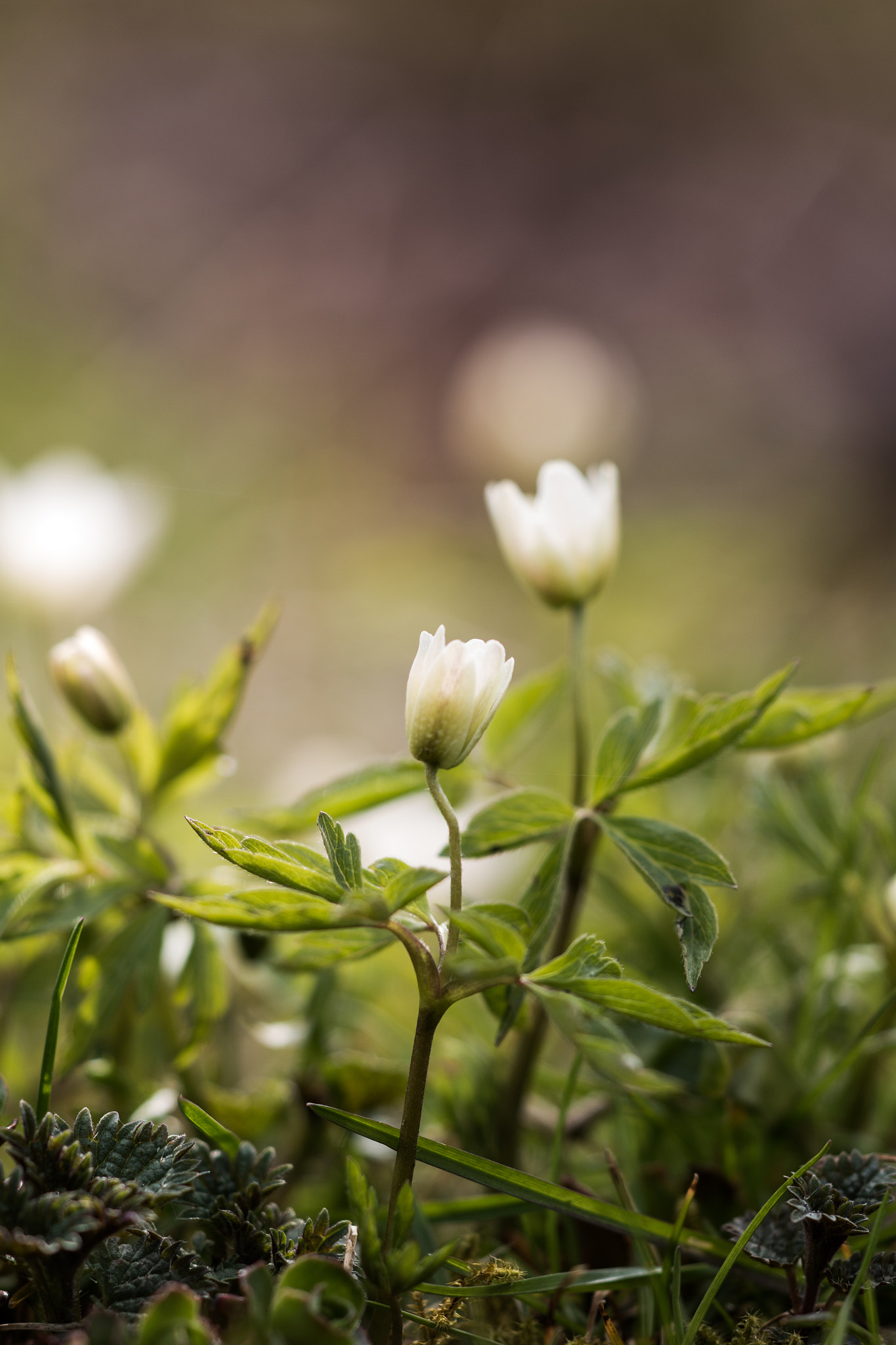 Sigma APO Macro 150mm f/2.8 EX DG HSM sample photo. Today photography