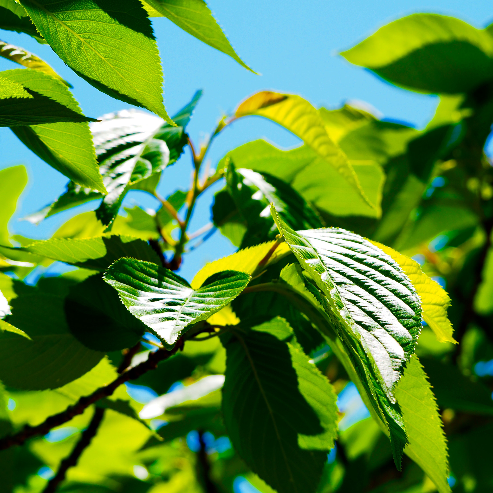 Olympus OM-D E-M10 II sample photo
