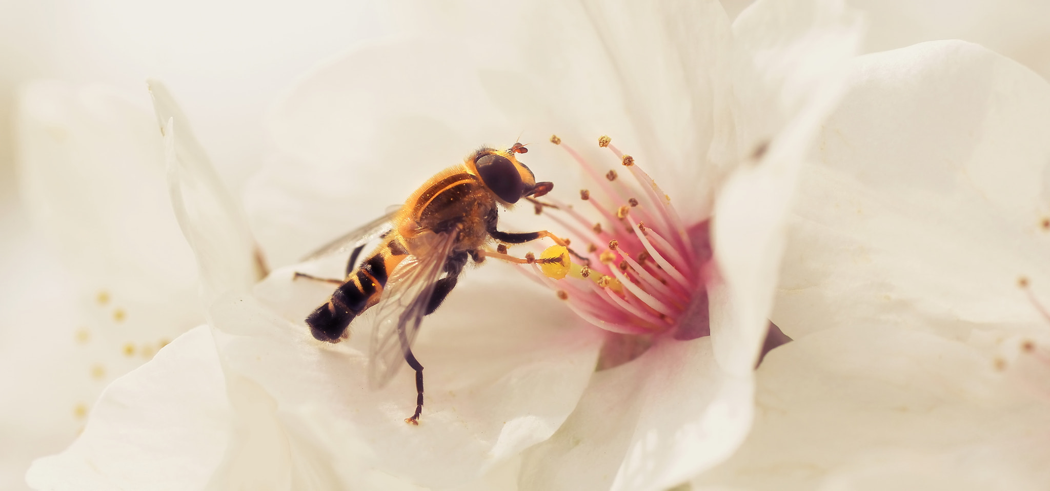 Canon EOS 60D + Canon EF 50mm F2.5 Macro sample photo. Encounter photography