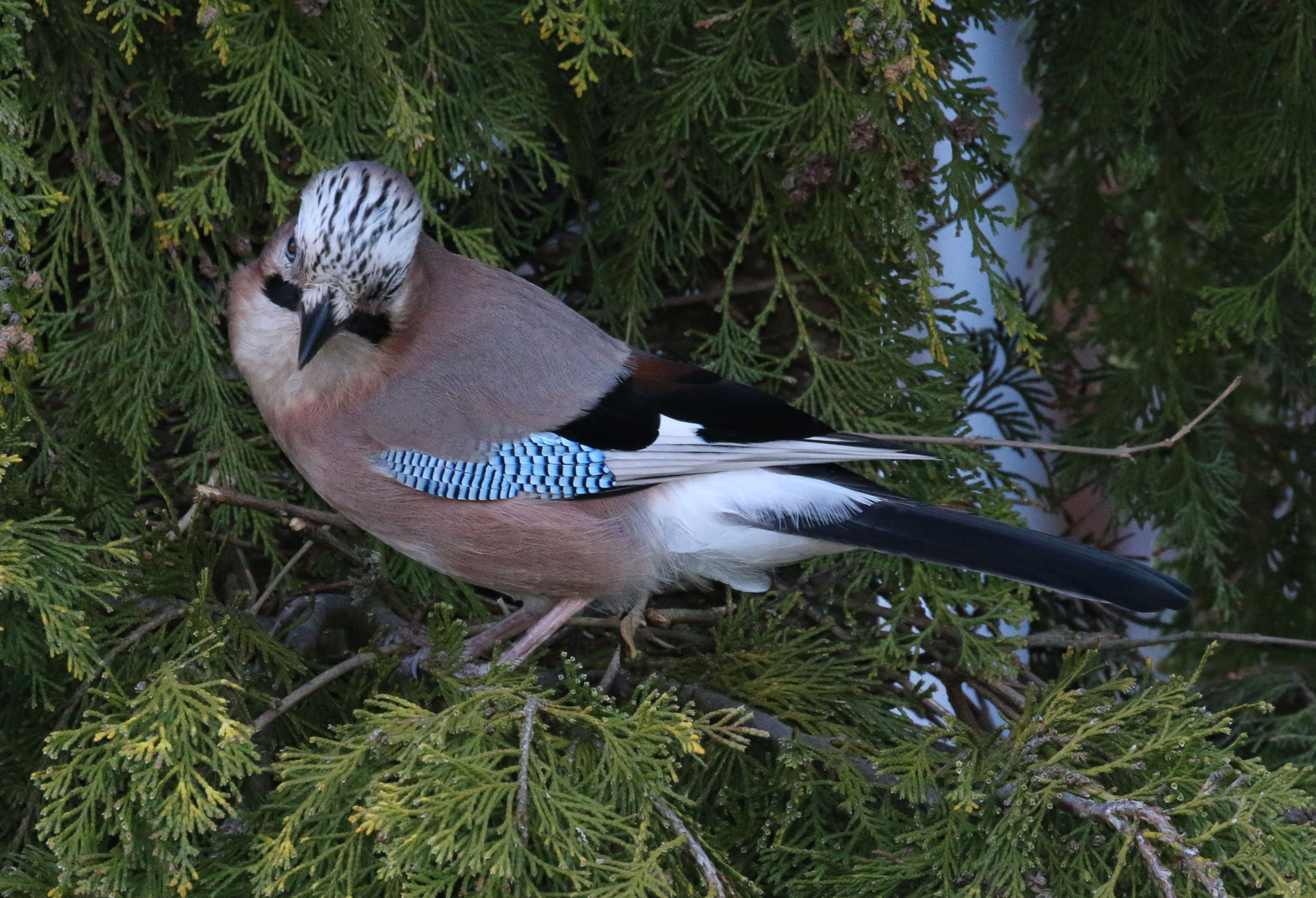 Canon EOS 70D + Canon EF 100-400mm F4.5-5.6L IS II USM sample photo. Jay near nest photography
