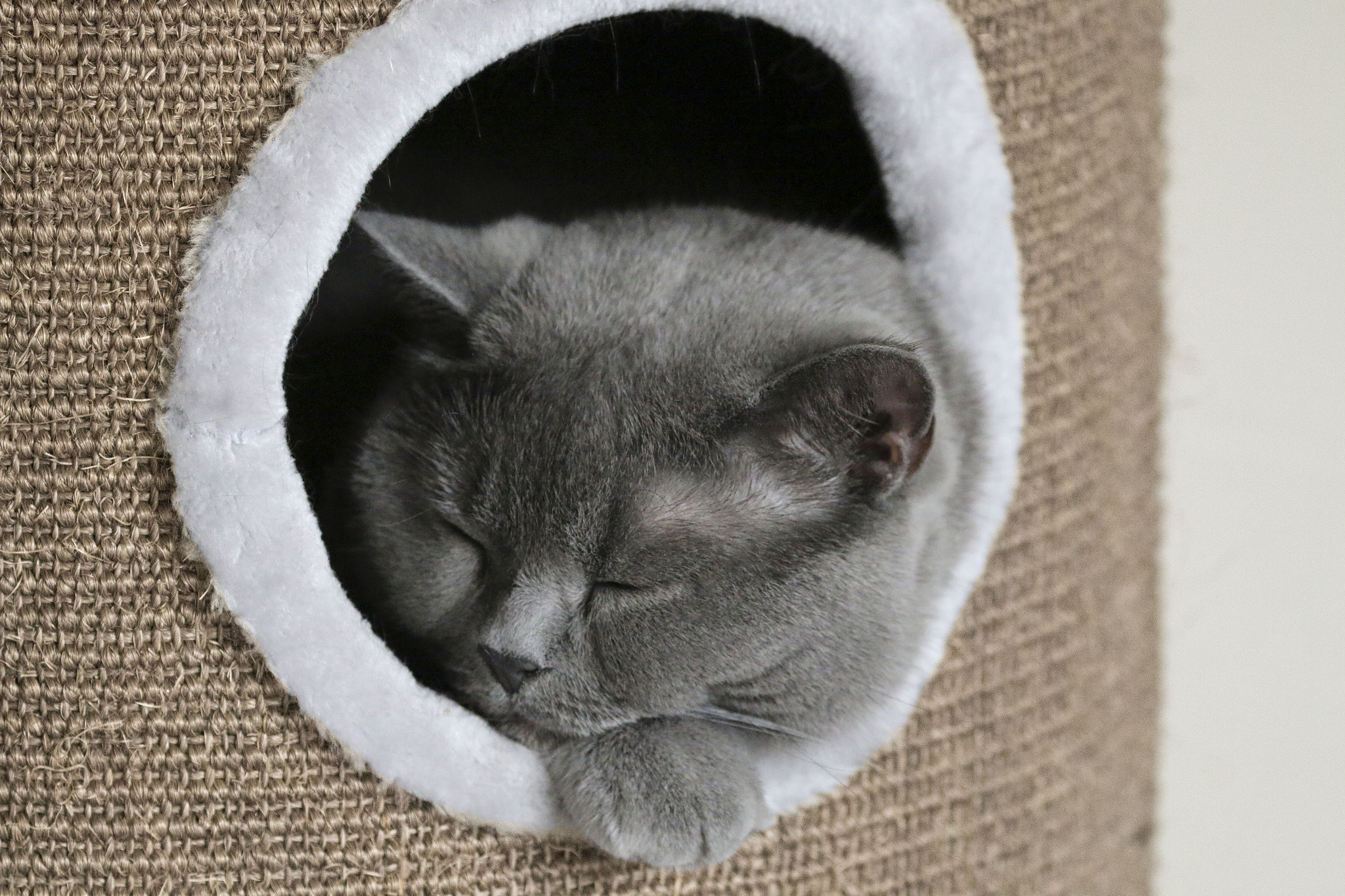 Canon EF 100-400mm F4.5-5.6L IS II USM sample photo. Sleeping cat photography