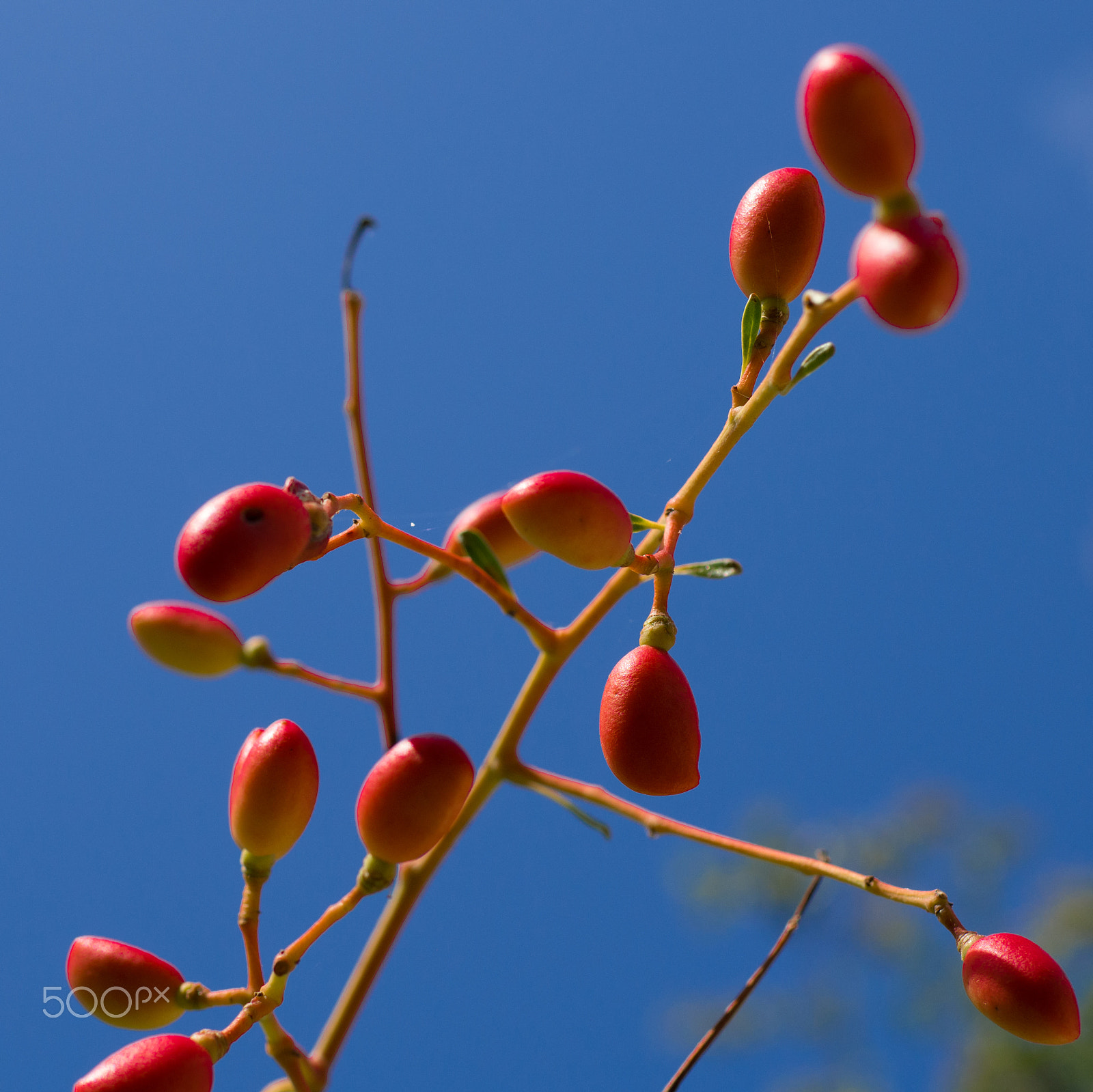 Olympus OM-D E-M10 + Sigma 30mm F1.4 DC DN | C sample photo. Red berries & blue sky photography