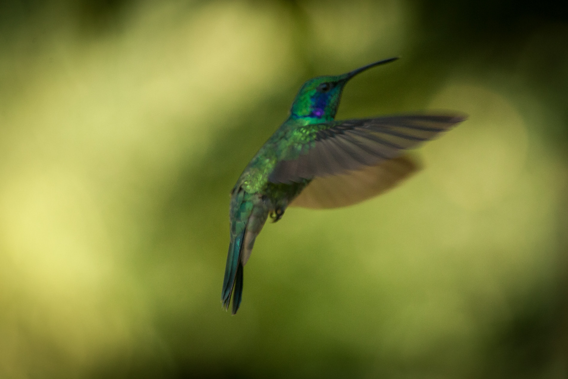Canon EF 70-200mm F4L USM sample photo. Hummingbird photography