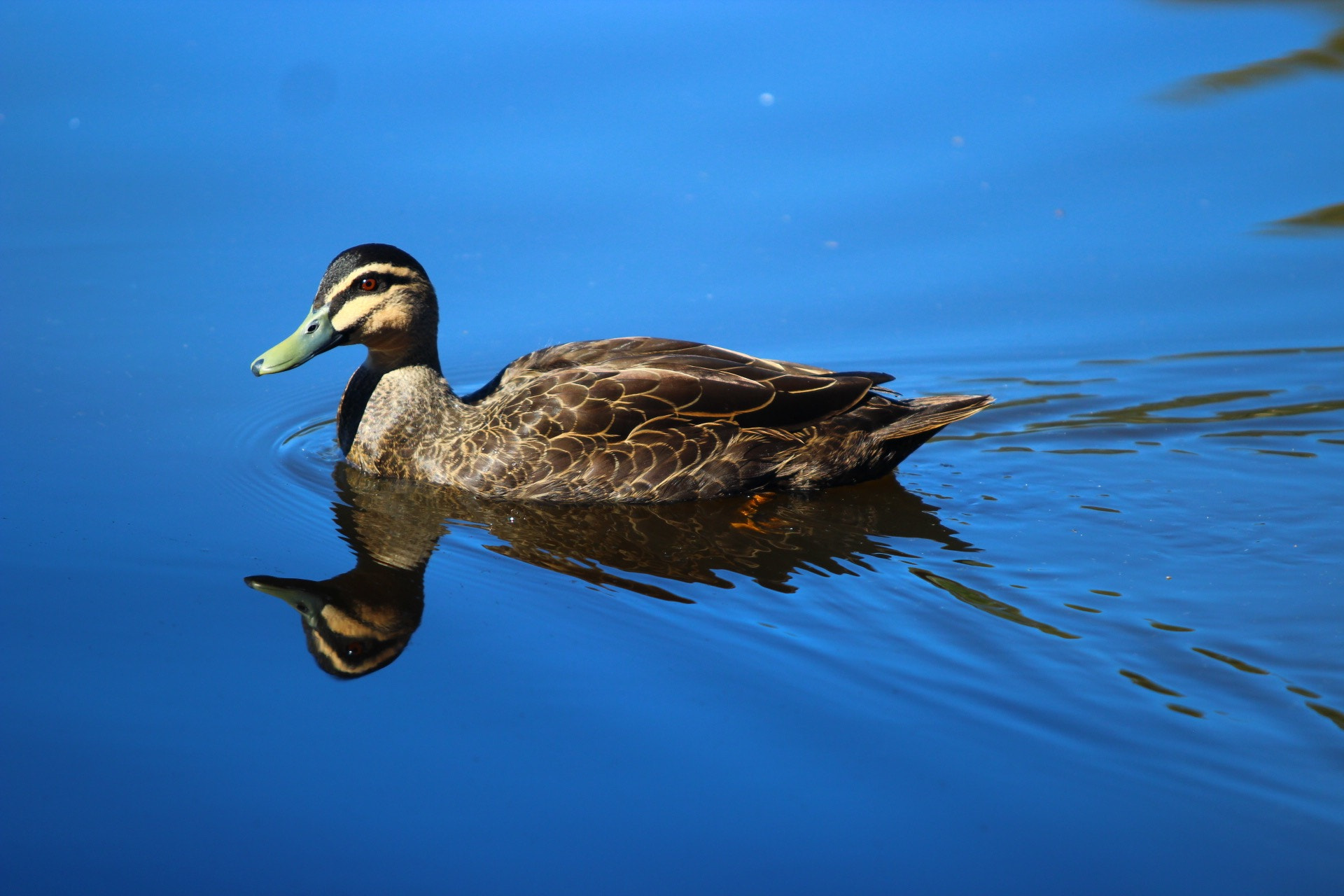 Canon EF 70-200mm F2.8L USM sample photo. Duck 2 photography