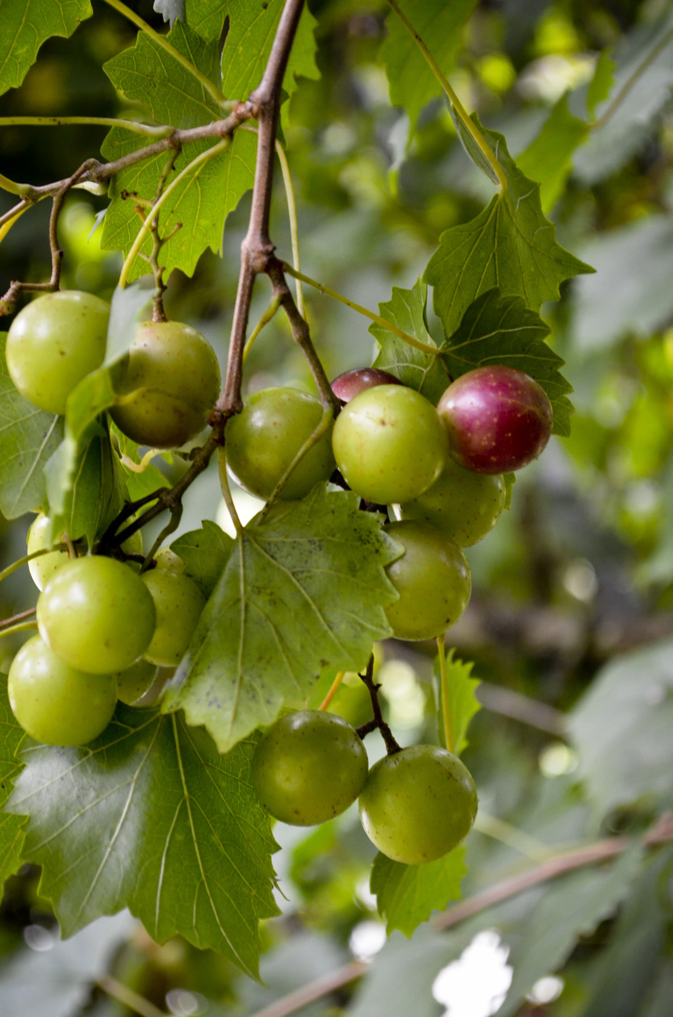AF Zoom-Nikkor 35-80mm f/4-5.6D sample photo. Hanging grapes photography