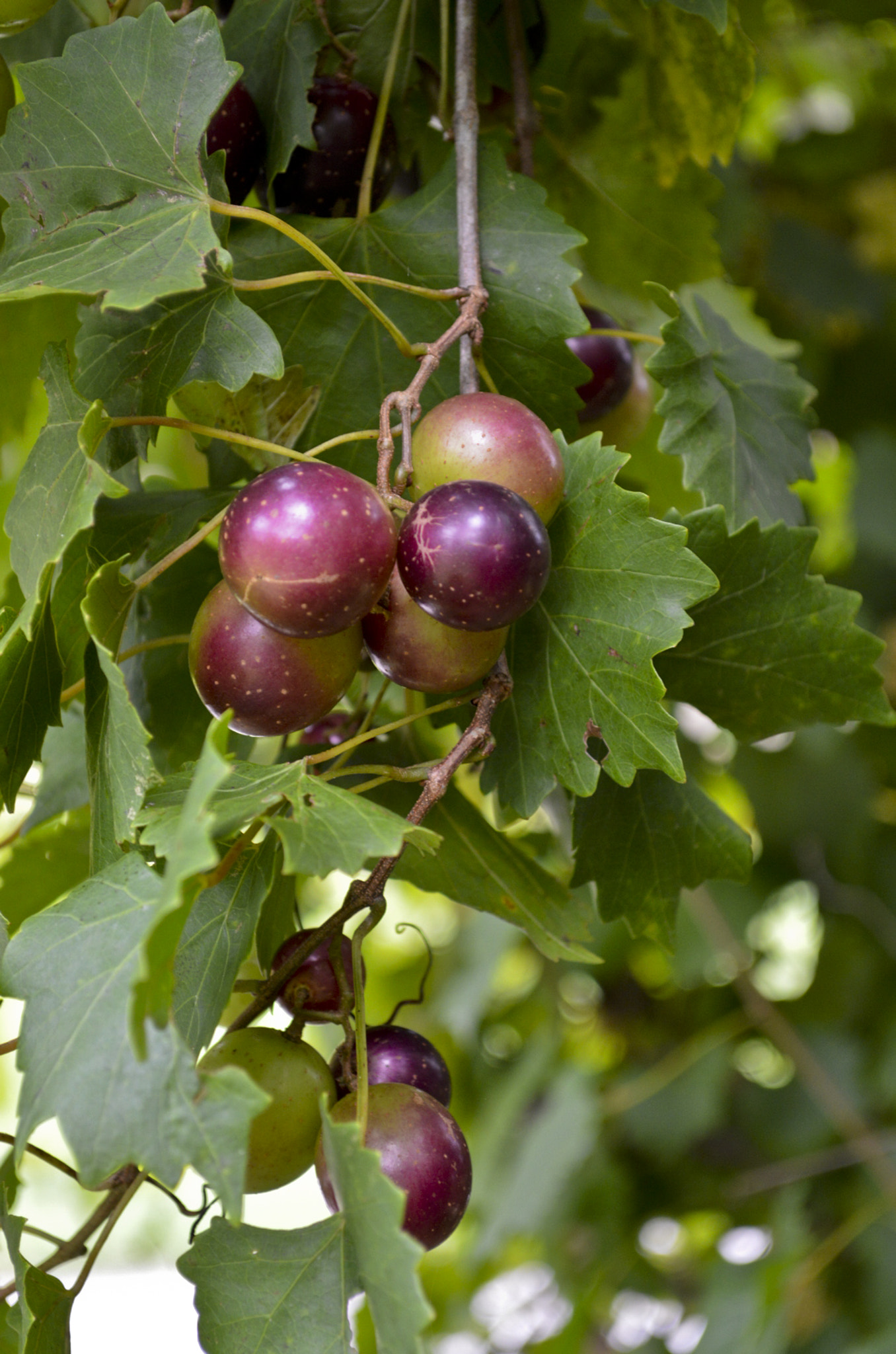 Nikon D3200 + AF Nikkor 50mm f/1.4 sample photo. Fresh grapes photography