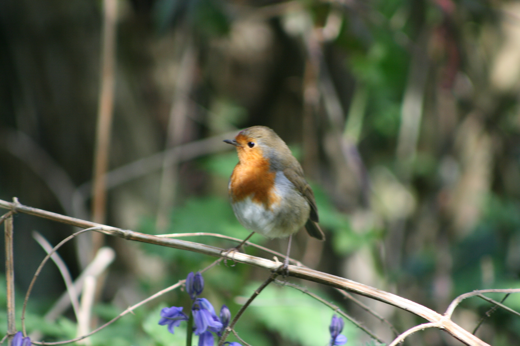 Canon EF 75-300mm f/4-5.6 USM sample photo. Nature captured photography