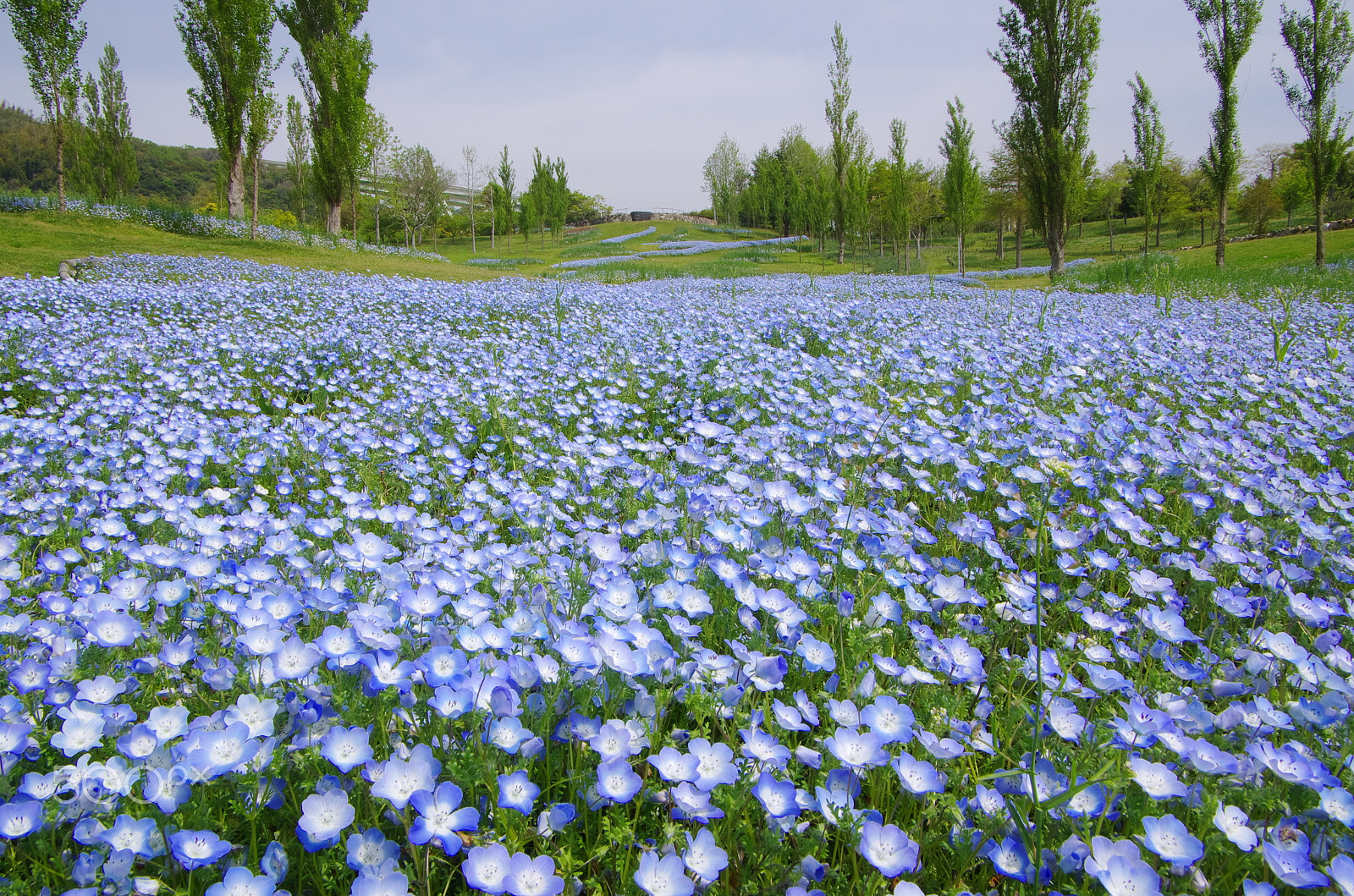 Pentax smc DA 16-45mm F4 ED AL sample photo. Nemophila blue photography