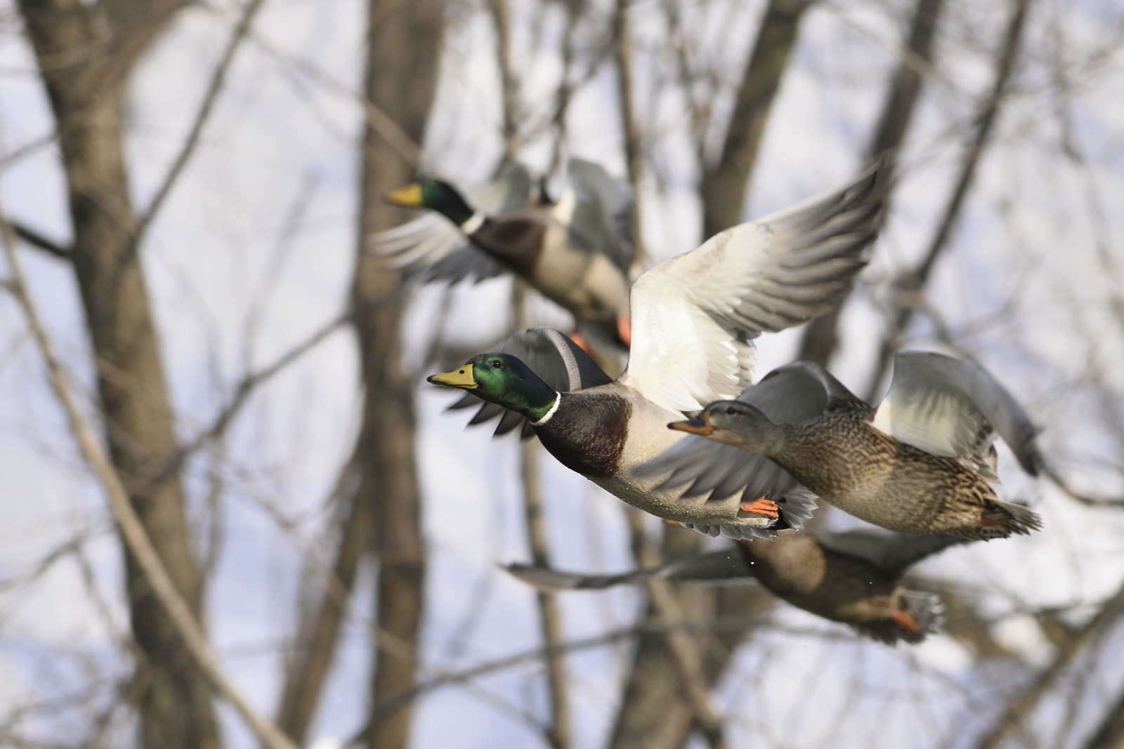 Nikon D810 + Nikon AF-S Nikkor 300mm F2.8G ED-IF VR sample photo. Group of flying ducks photography