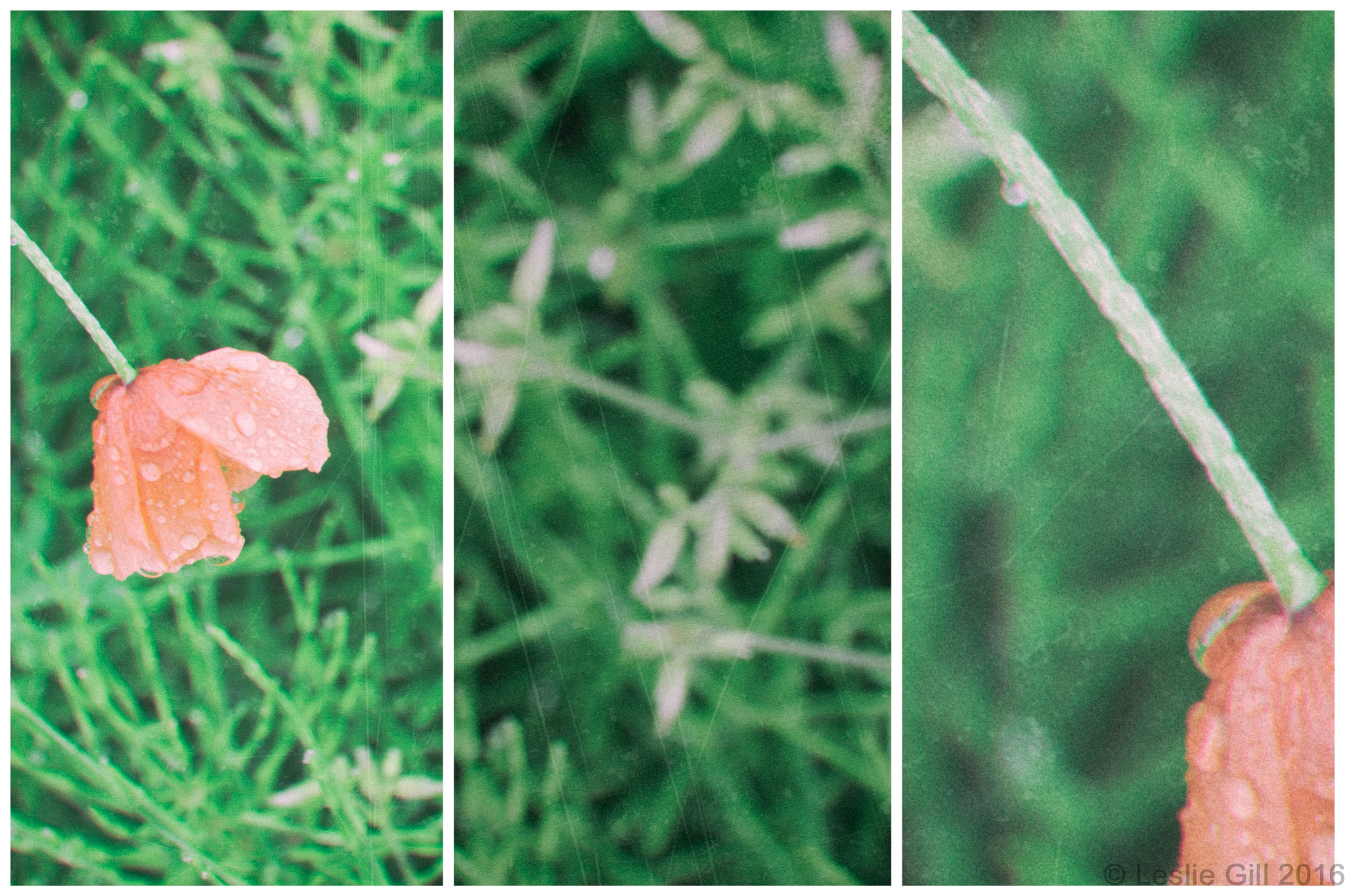 Nikon 1 Nikkor VR 30-110mm F3.8-5.6 sample photo. Pink flower photography