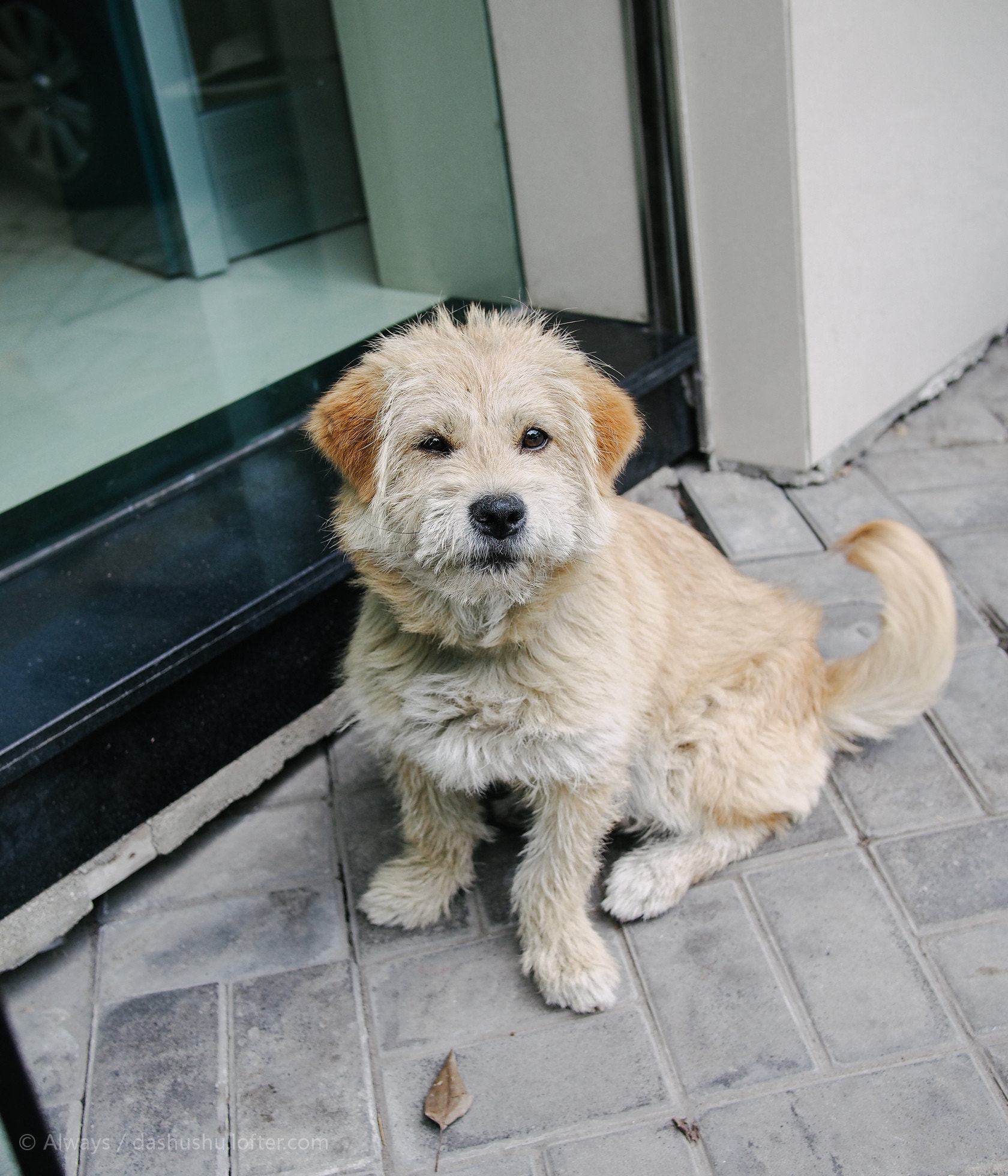 Olympus PEN E-P5 + LUMIX G 20/F1.7 II sample photo.  网点门口有只被遗弃的汪星人  photography