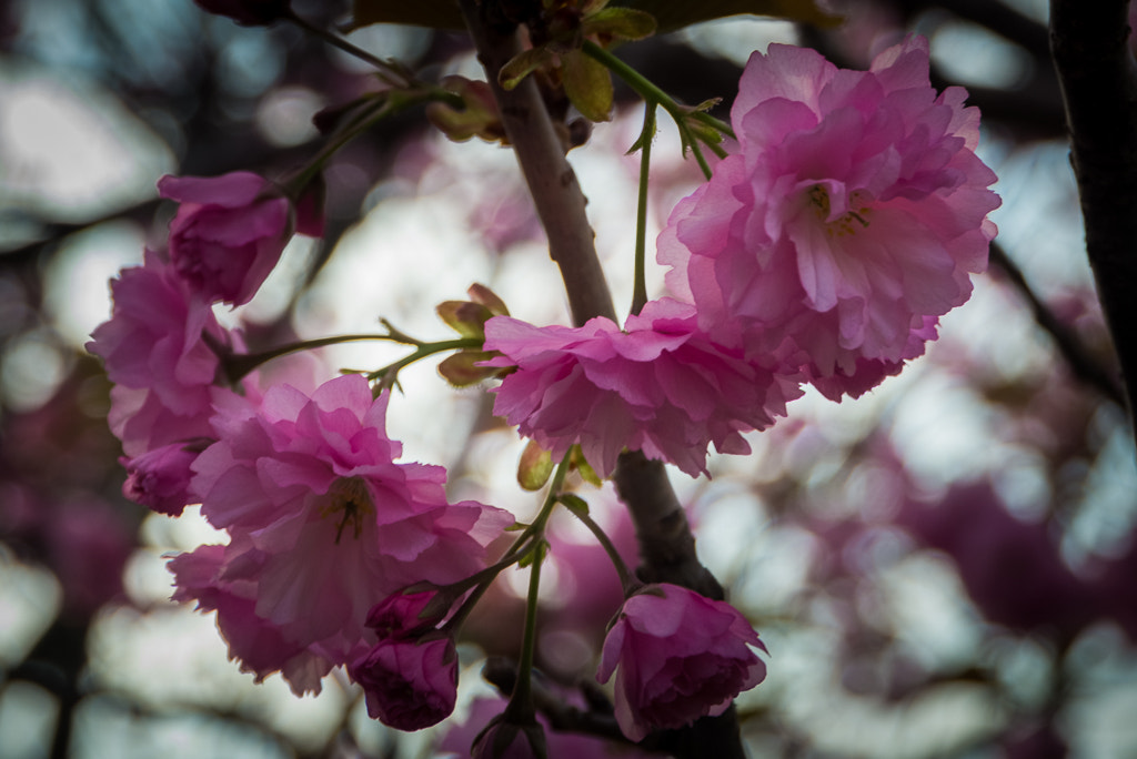Nikon D600 sample photo. Spring blossoms photography