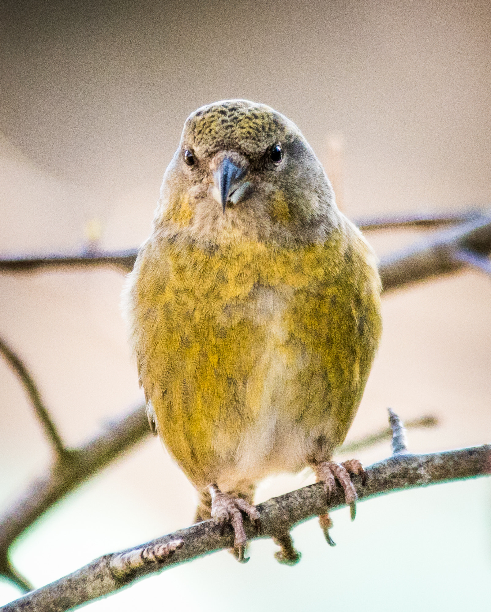 Sigma 70-200mm F2.8 EX DG OS HSM sample photo. Loxia curvirostra, crossbill, krossnefur photography