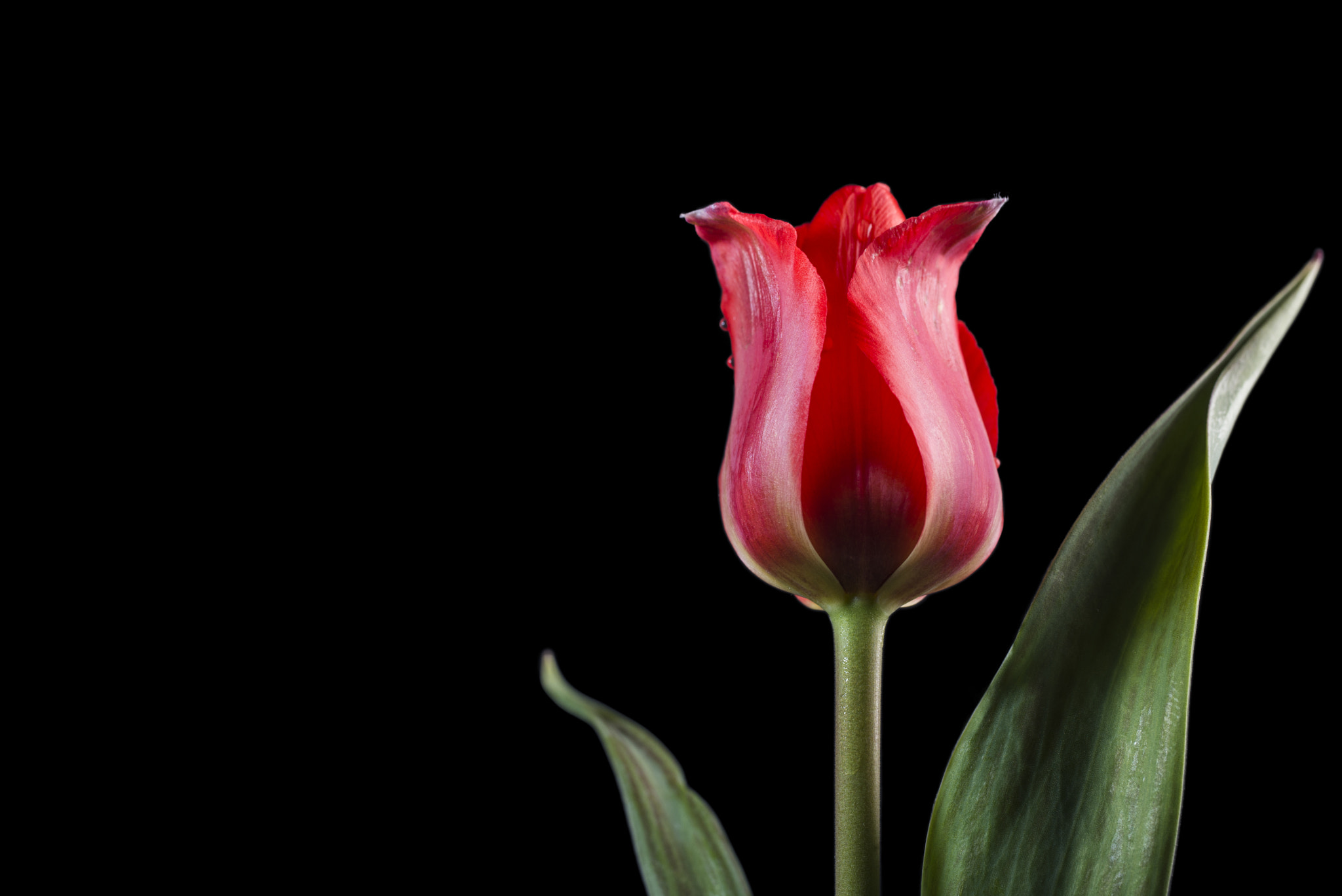 Nikon D600 + Sigma 50mm F2.8 EX DG Macro sample photo. Tulip red riding hood photography