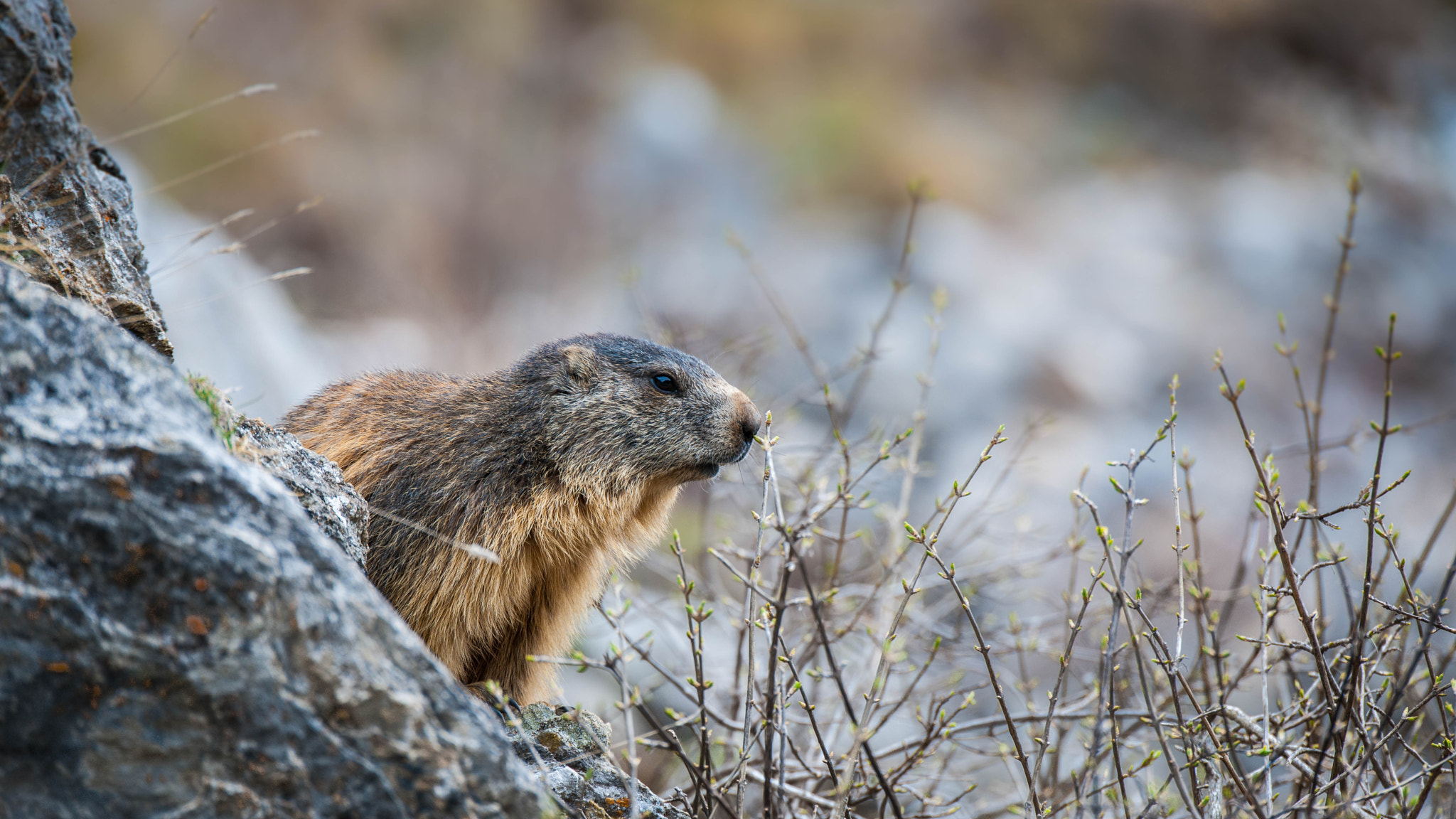 Nikon D3X sample photo. Marmotte des pyrénées photography