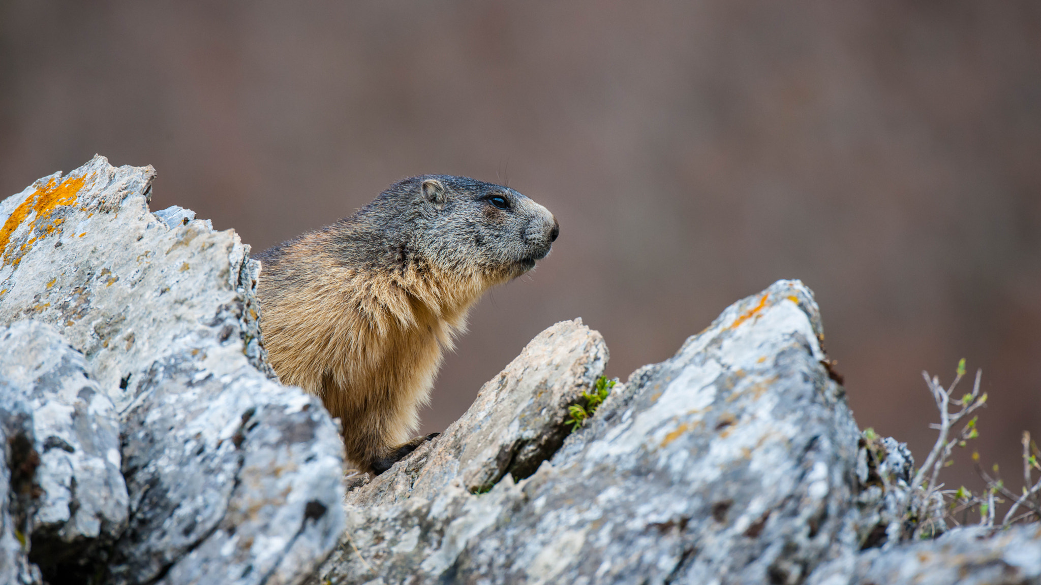 Nikon D3X sample photo. Marmotte des pyrénées photography