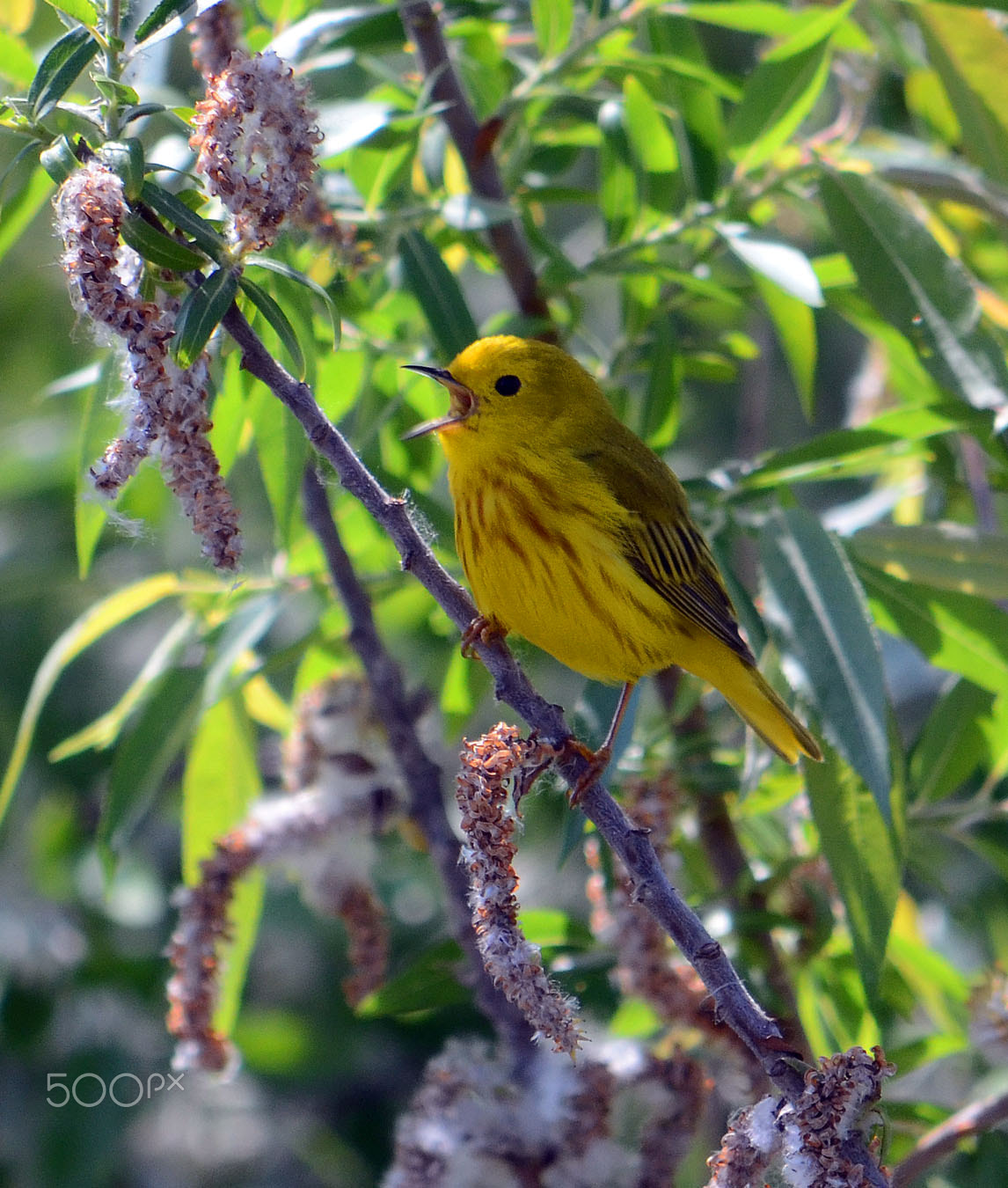 Nikon D7000 + Sigma 18-200mm F3.5-6.3 DC sample photo. Yellow warbler photography