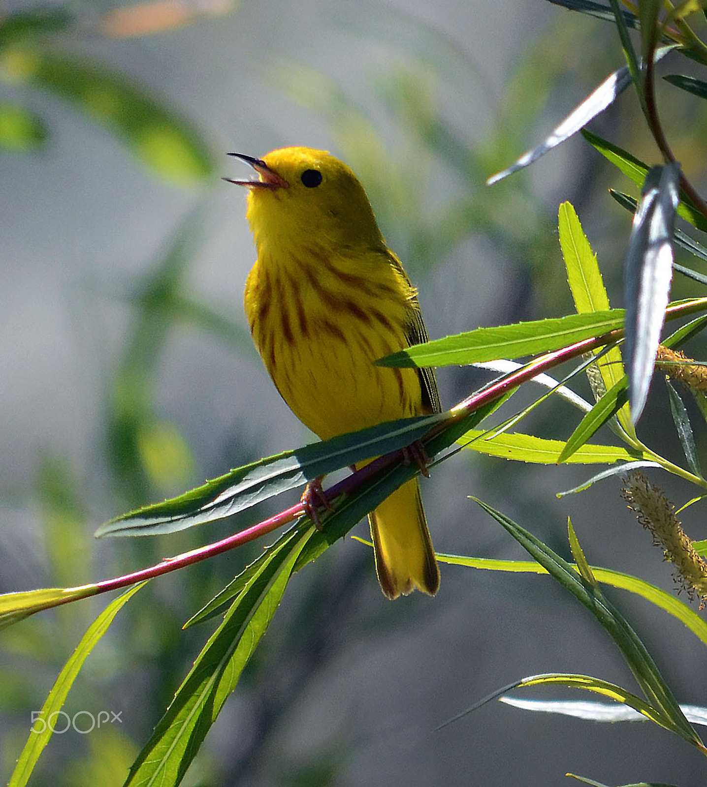 Nikon D7000 + Sigma 17-70mm F2.8-4 DC Macro OS HSM | C sample photo. Yellow warbler photography