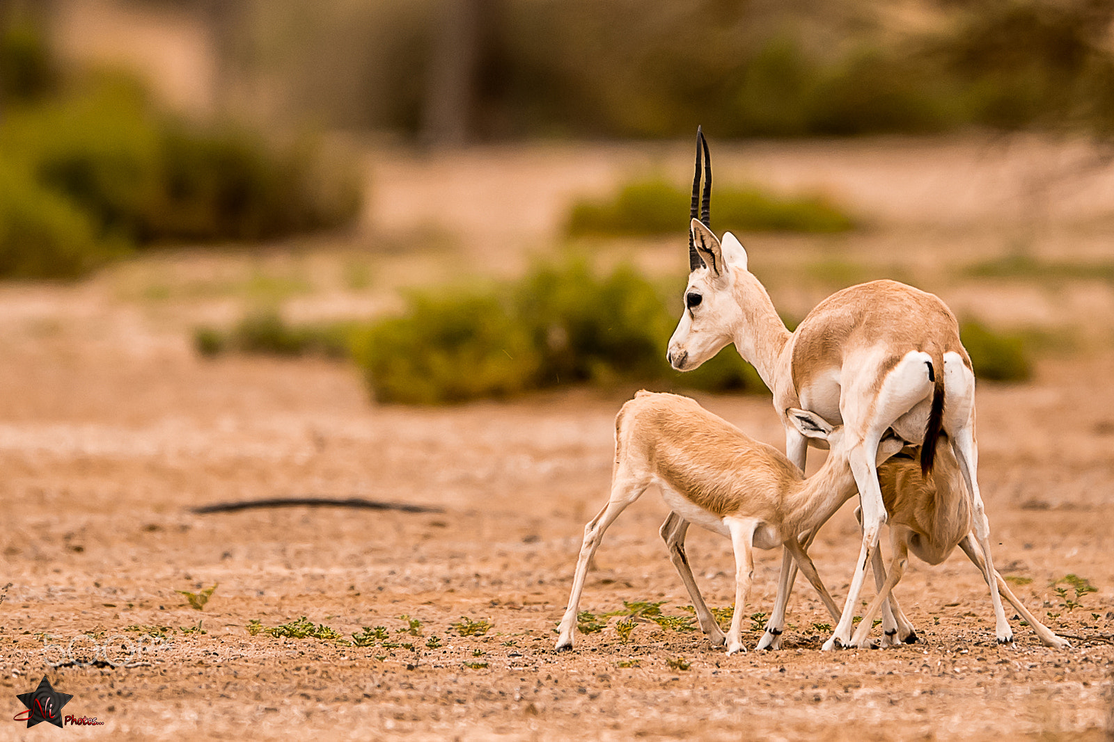Nikon D5 sample photo. Arabian gazelle photography