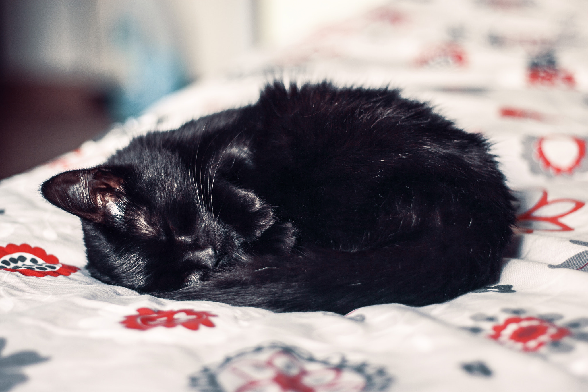 Canon EOS 30D + Canon EF 50mm F1.8 II sample photo. Purr  photography