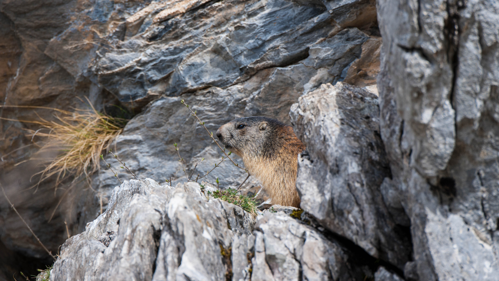 Nikon D3X sample photo. Marmotte des pyrénées photography