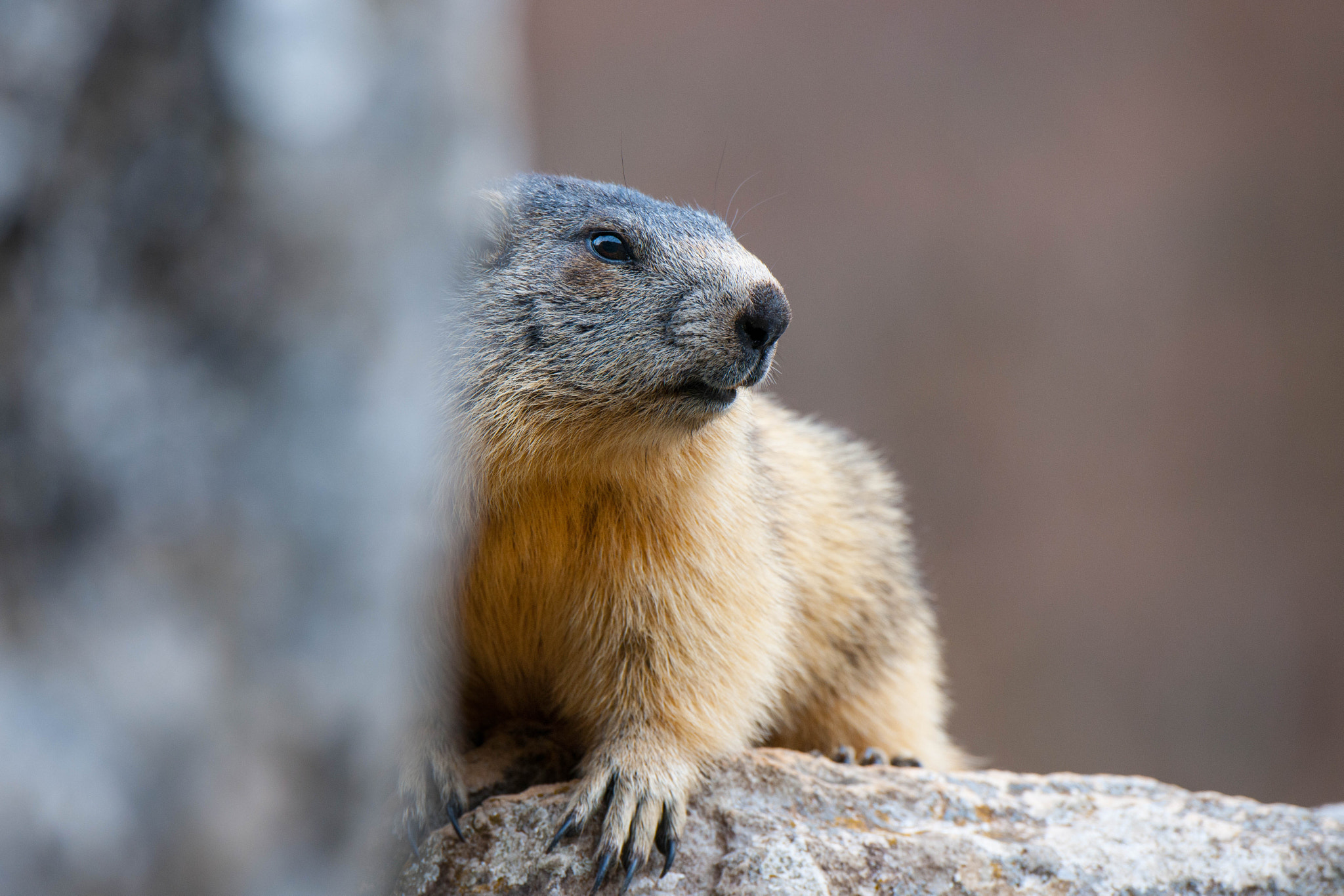 Nikon D3X sample photo. Marmotte des pyrénées photography