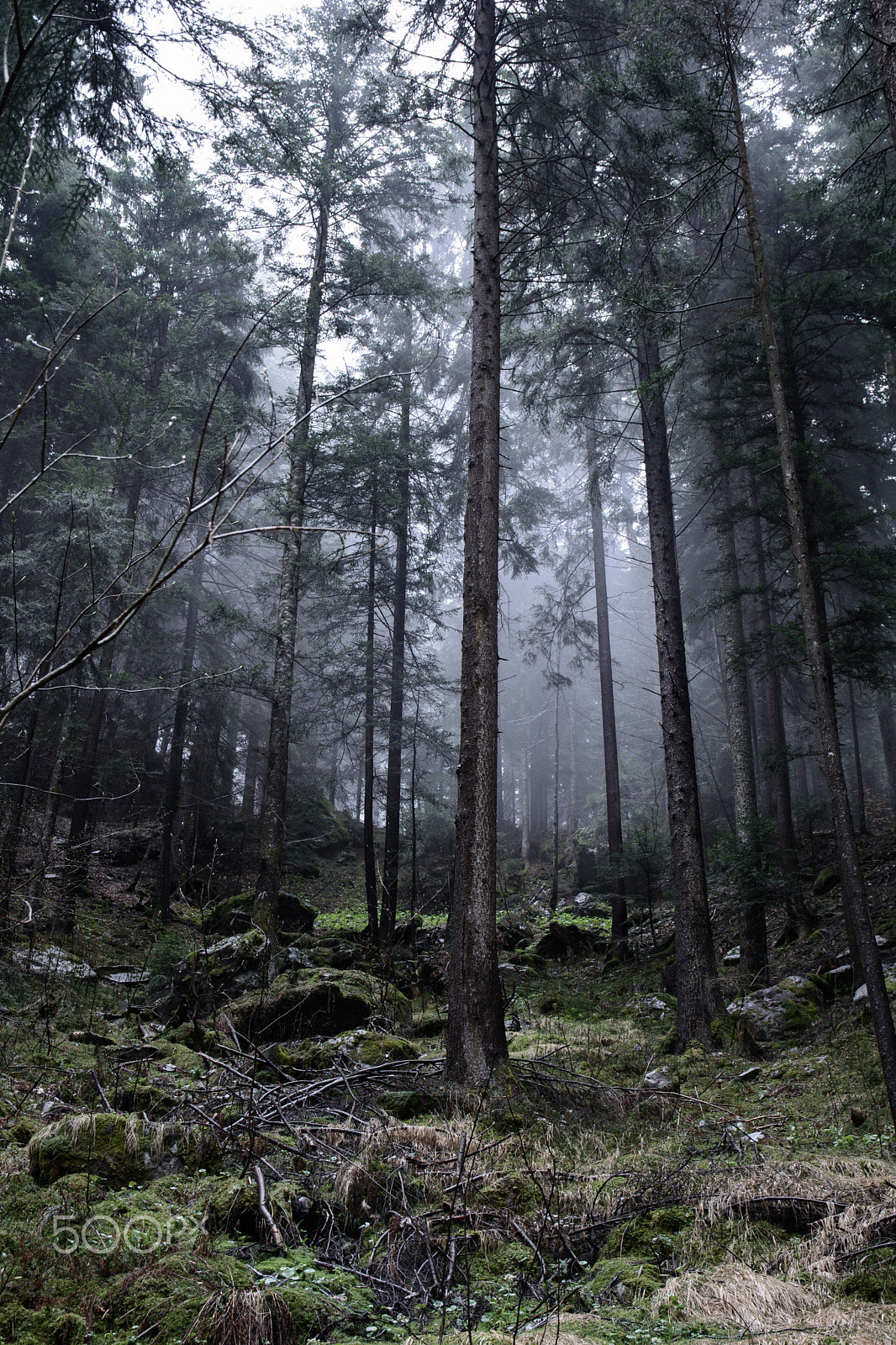 Sigma 17-70mm F2.8-4 DC Macro OS HSM | C sample photo. Dark woods photography