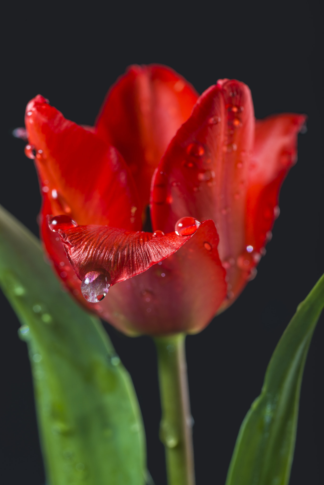 Nikon D600 + Sigma 50mm F2.8 EX DG Macro sample photo. Tulip red riding hood photography