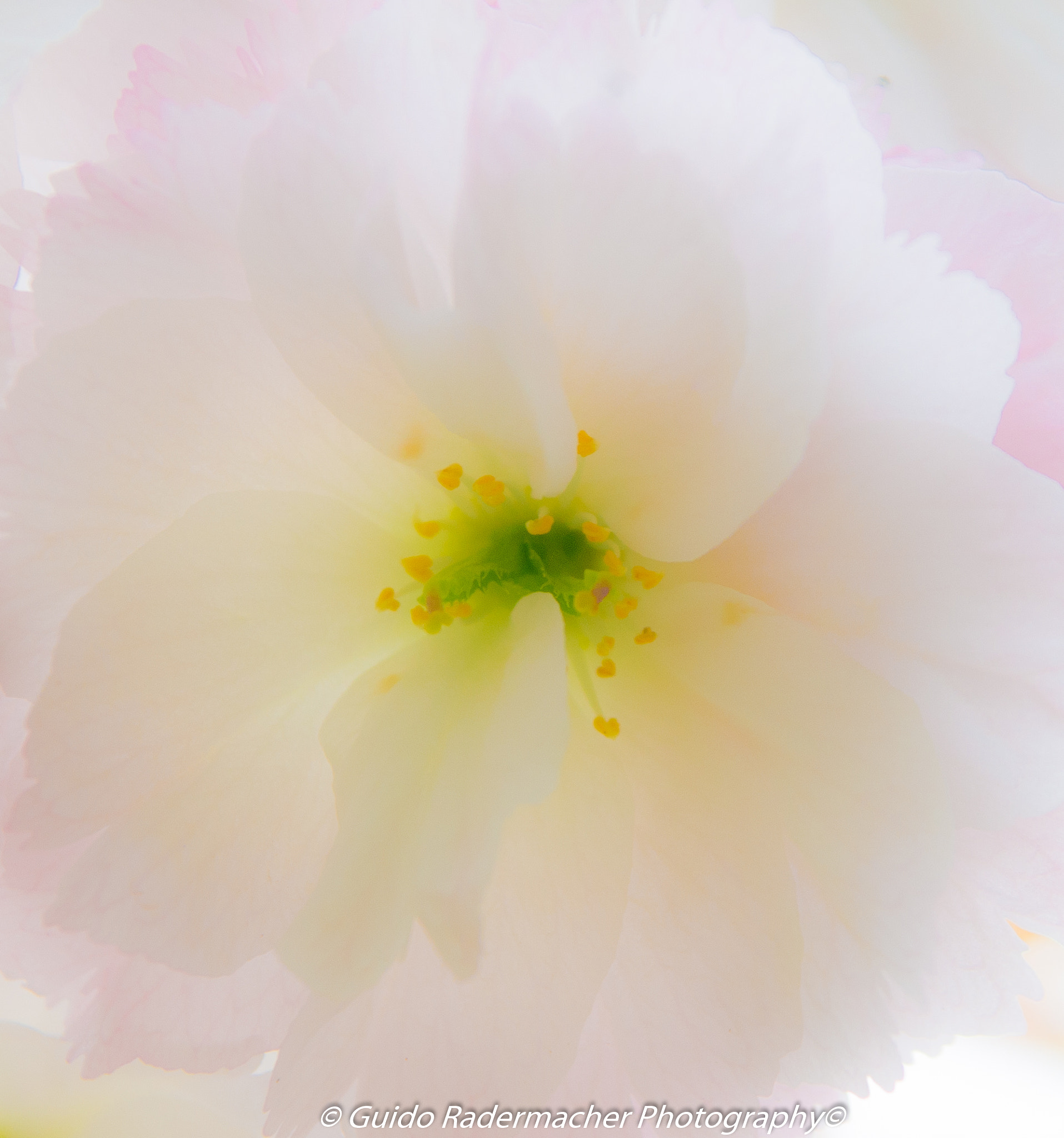 Pentax K-x sample photo. White pastell flower photography