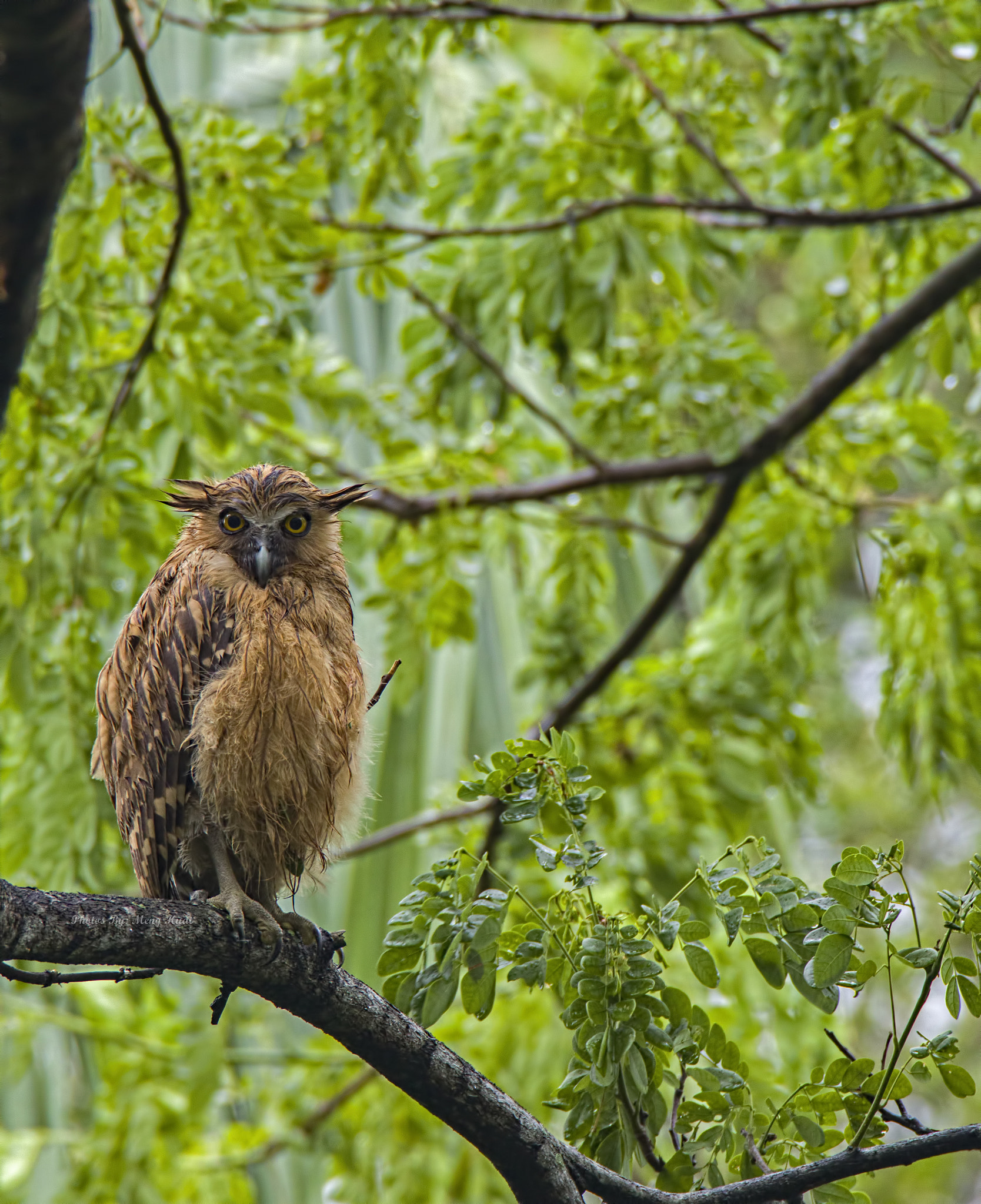 Canon EF 600mm F4L IS USM sample photo. Buffy fish owl photography