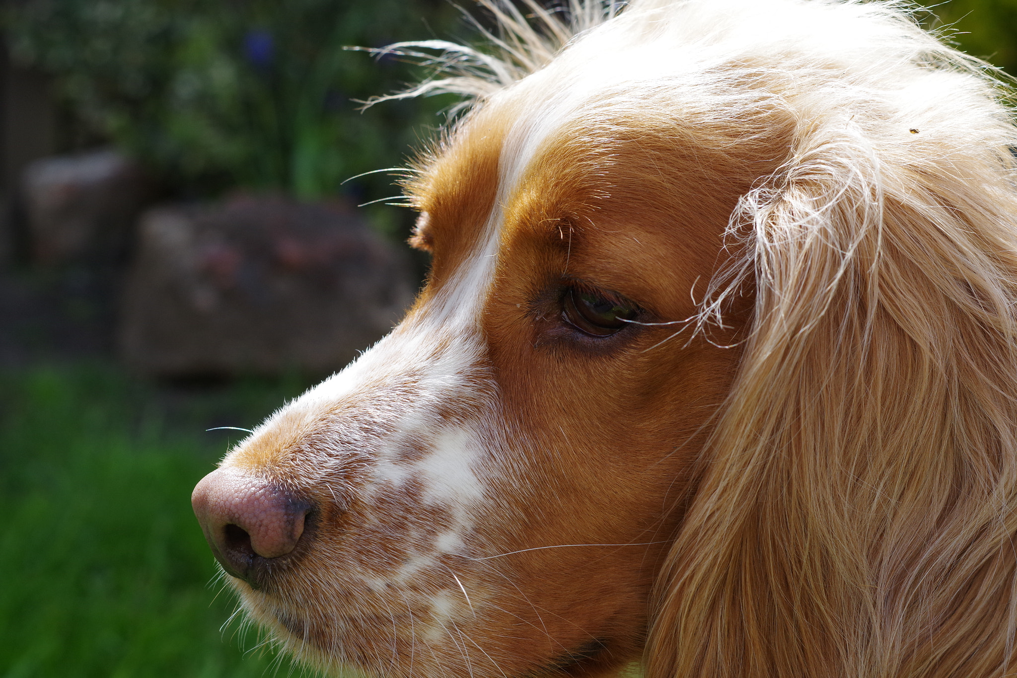 Pentax K-S1 + Pentax smc DA 50mm F1.8 sample photo. Mans best friend photography