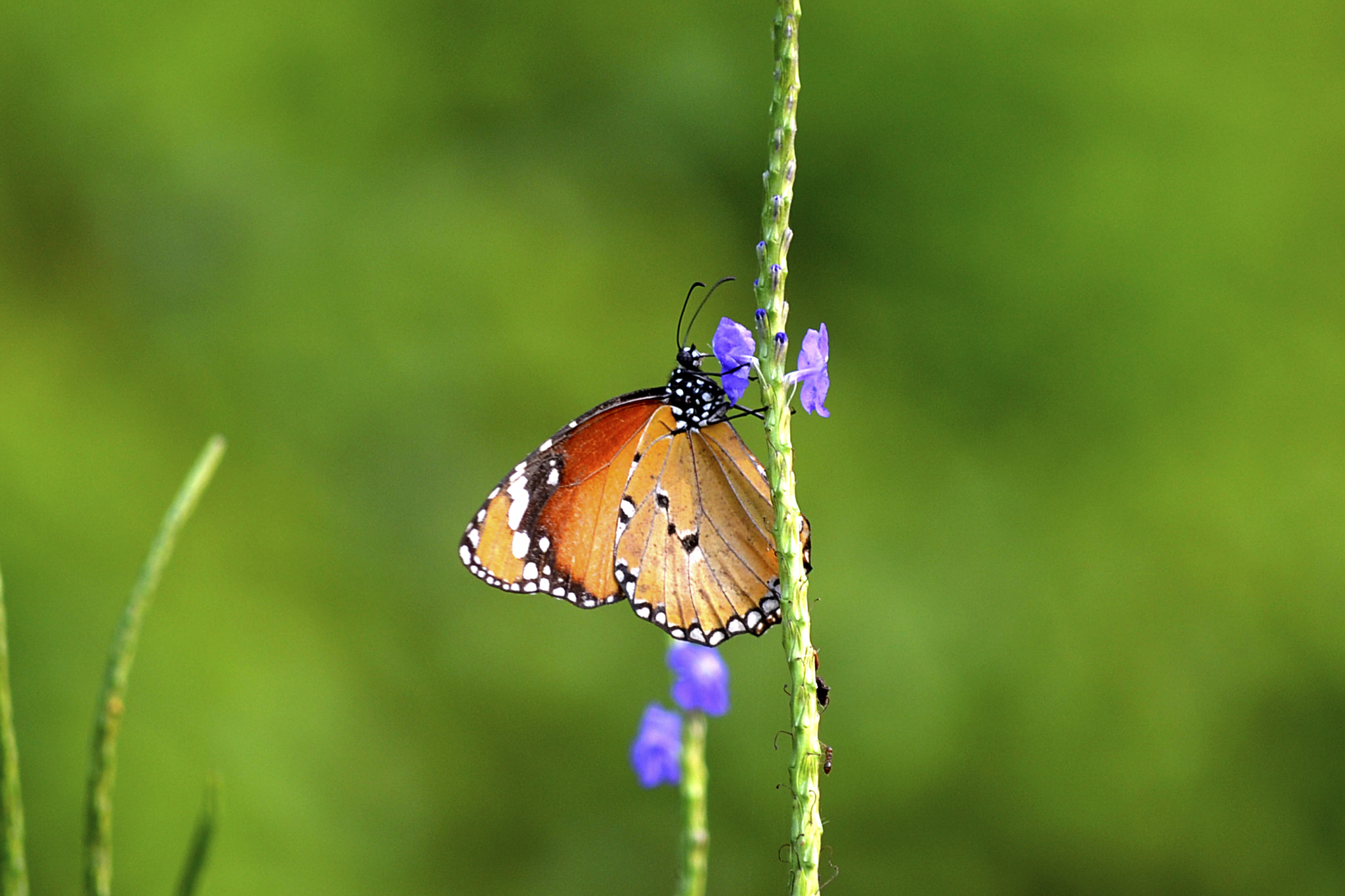 AF Zoom-Nikkor 80-200mm f/4.5-5.6D sample photo. Butterfly photography