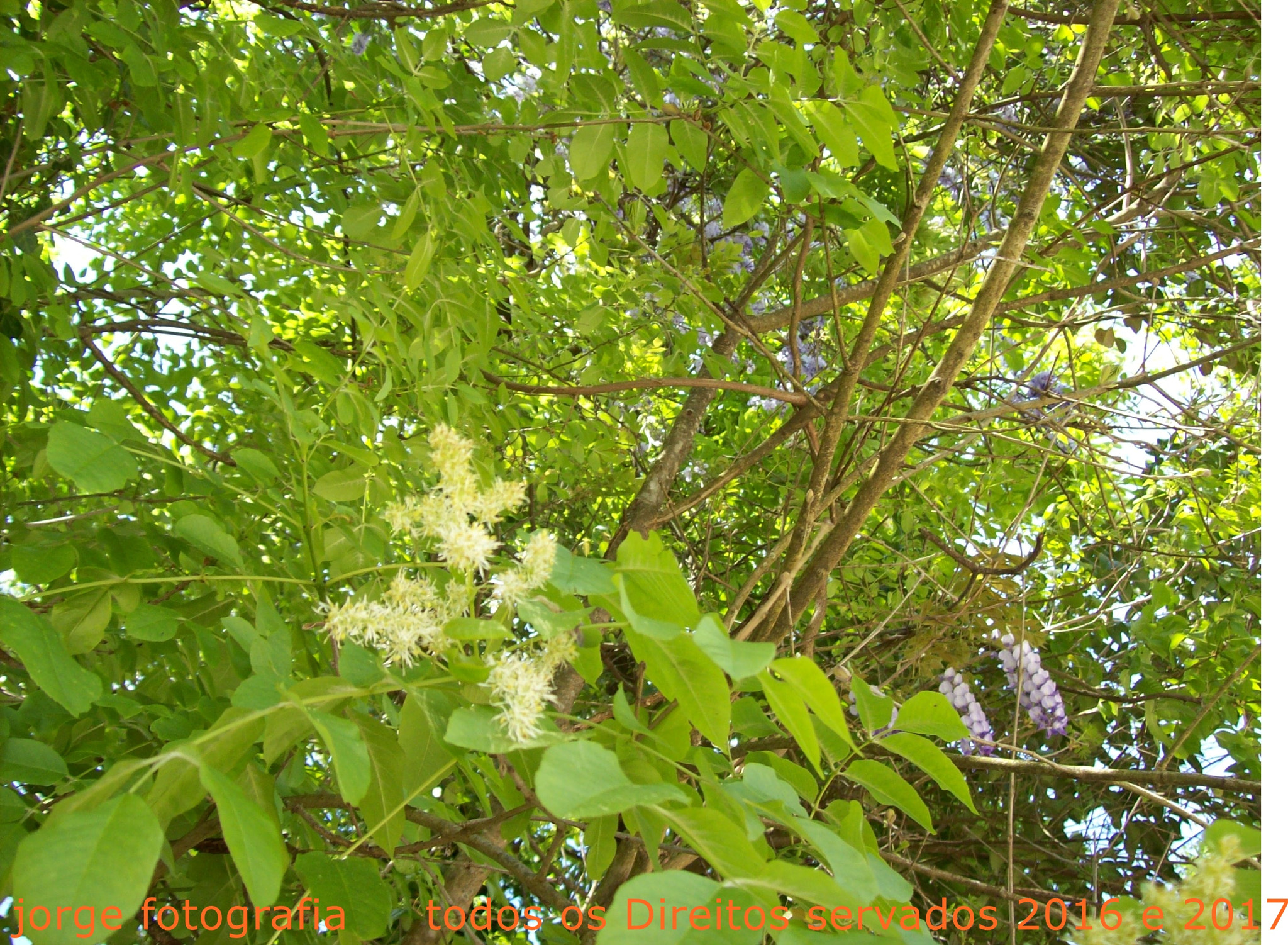 Kodak EASYSHARE C613 ZOOM DIGITAL CAMERA sample photo