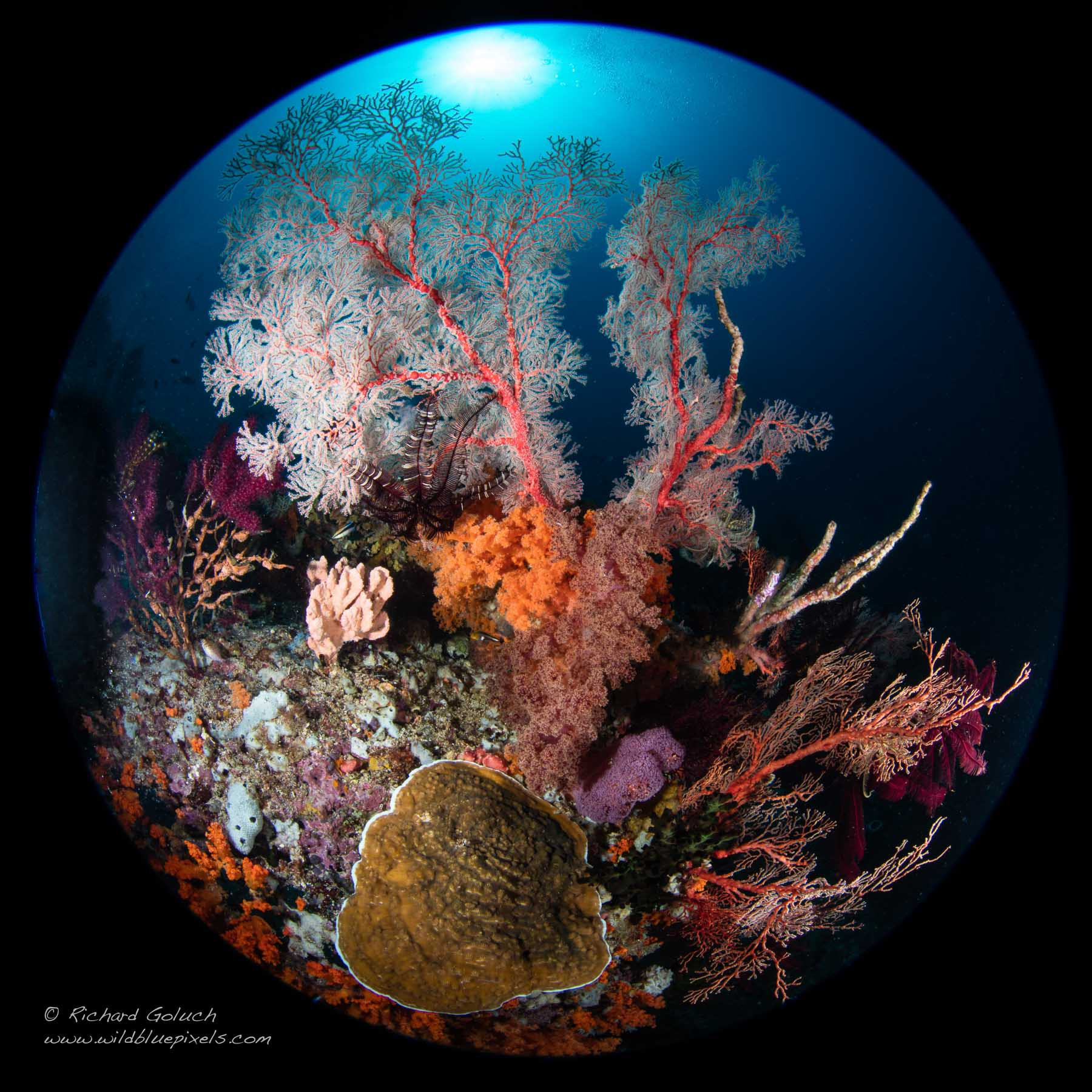 Canon EF 8-15mm F4L Fisheye USM sample photo. "planet raja ampat ii" photography