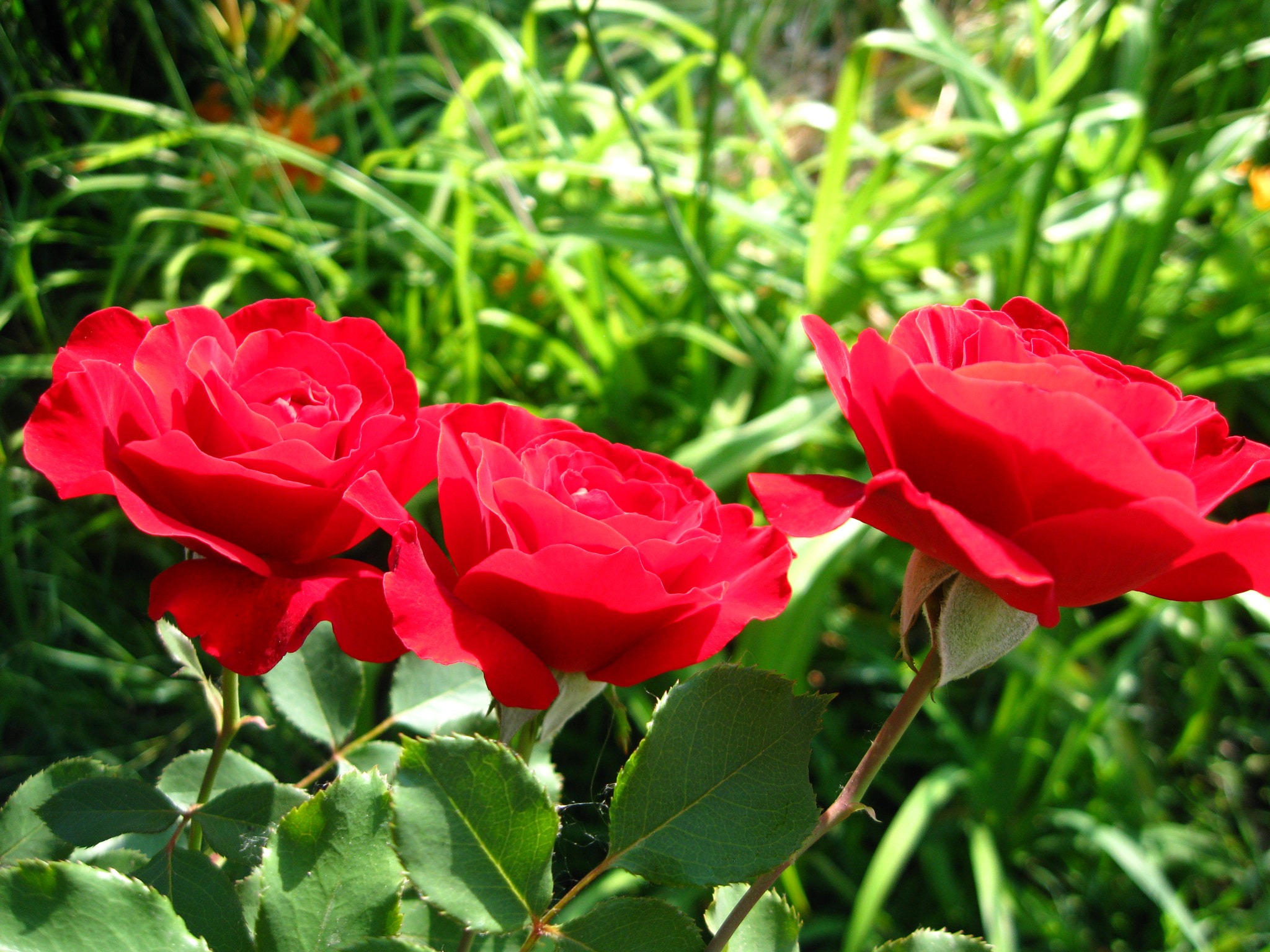 Canon PowerShot A1000 IS sample photo. Red photography