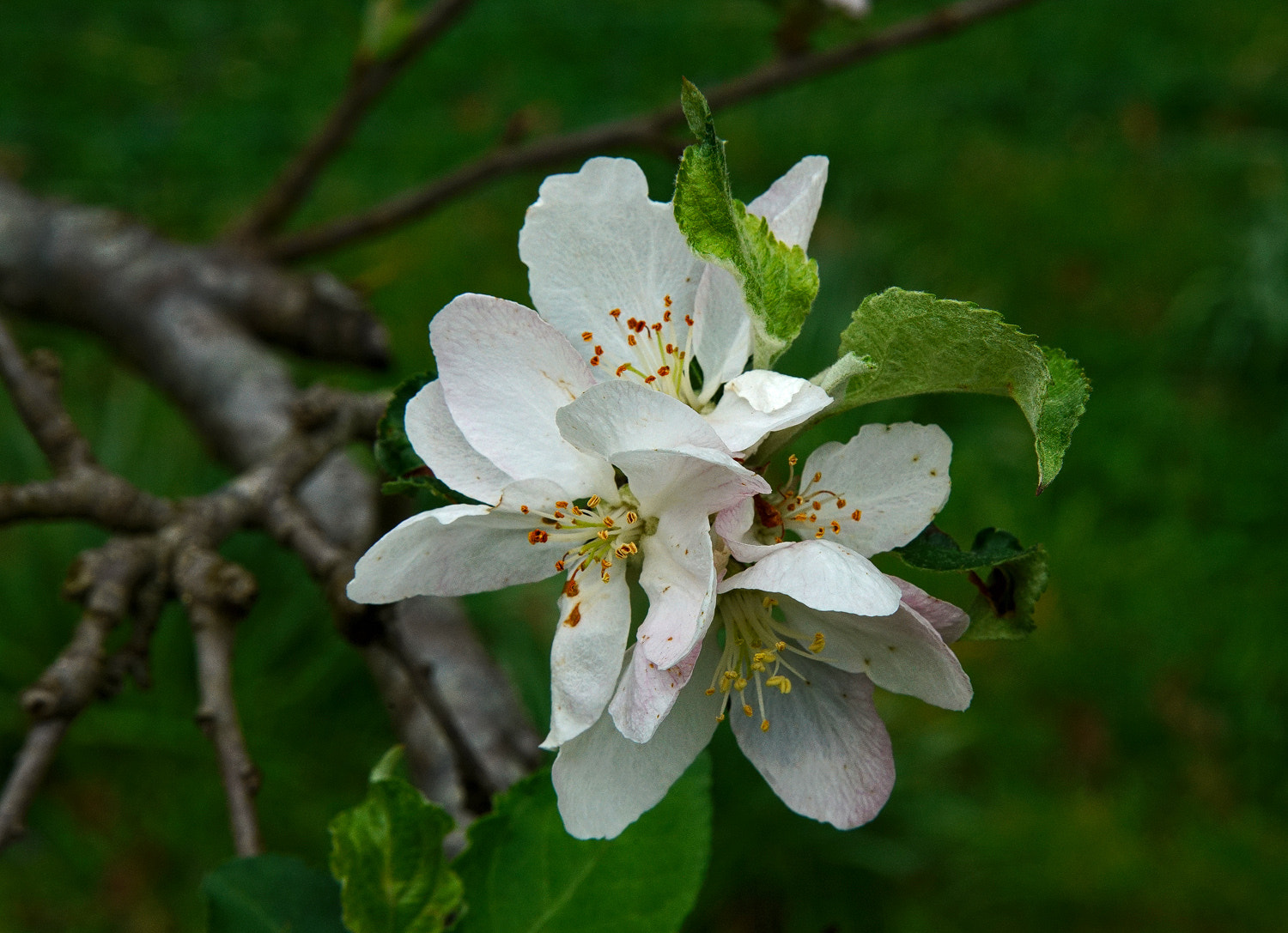 24-105mm F4 G SSM OSS sample photo. Apple  delight photography