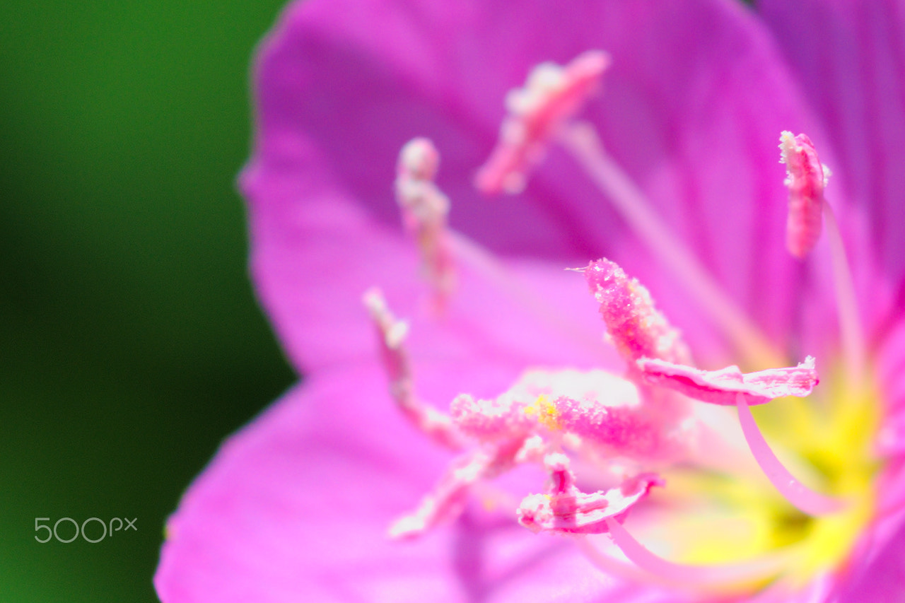 Nikon D40X + Nikon AF Micro-Nikkor 60mm F2.8D sample photo. Flower #17 photography