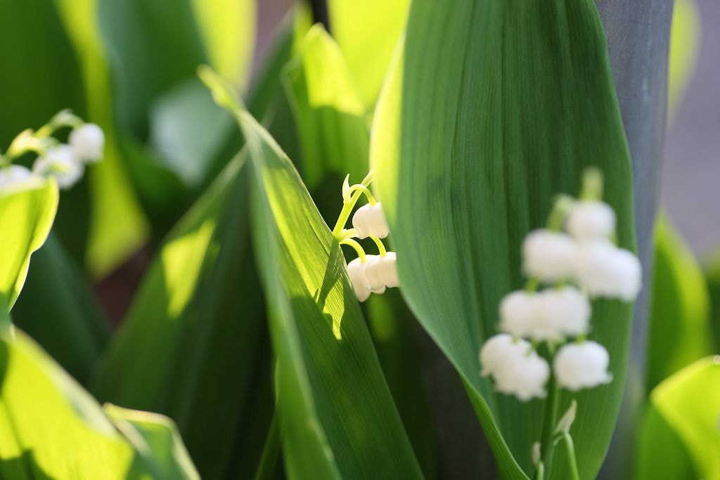 Canon EOS-1D Mark III + Tamron SP AF 90mm F2.8 Di Macro sample photo. スズラン - lily of the valley - photography
