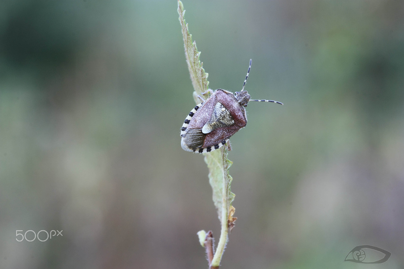 Canon EF 100mm F2.8 Macro USM sample photo