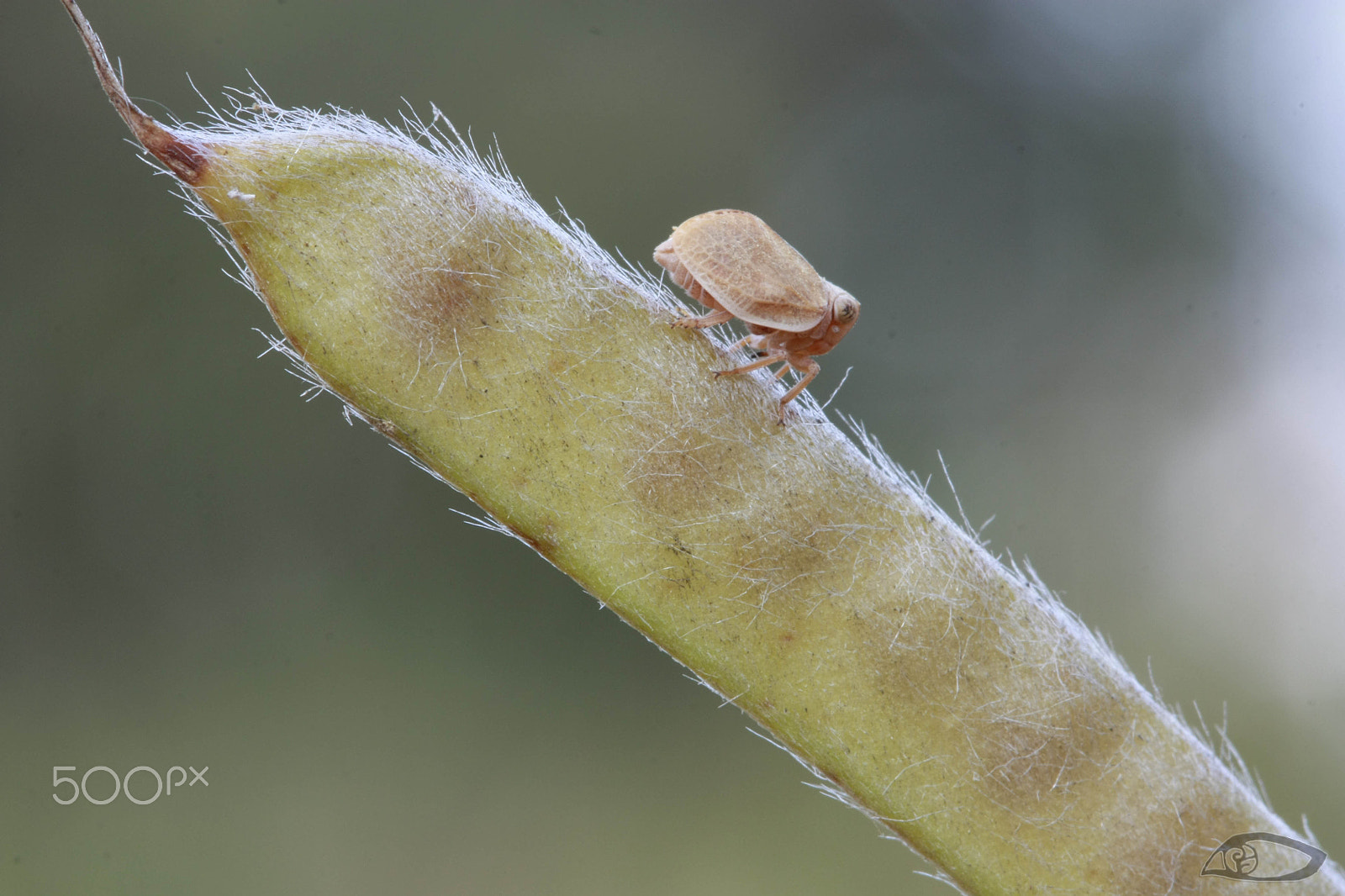 Canon EF 100mm F2.8 Macro USM sample photo. Untitled photography