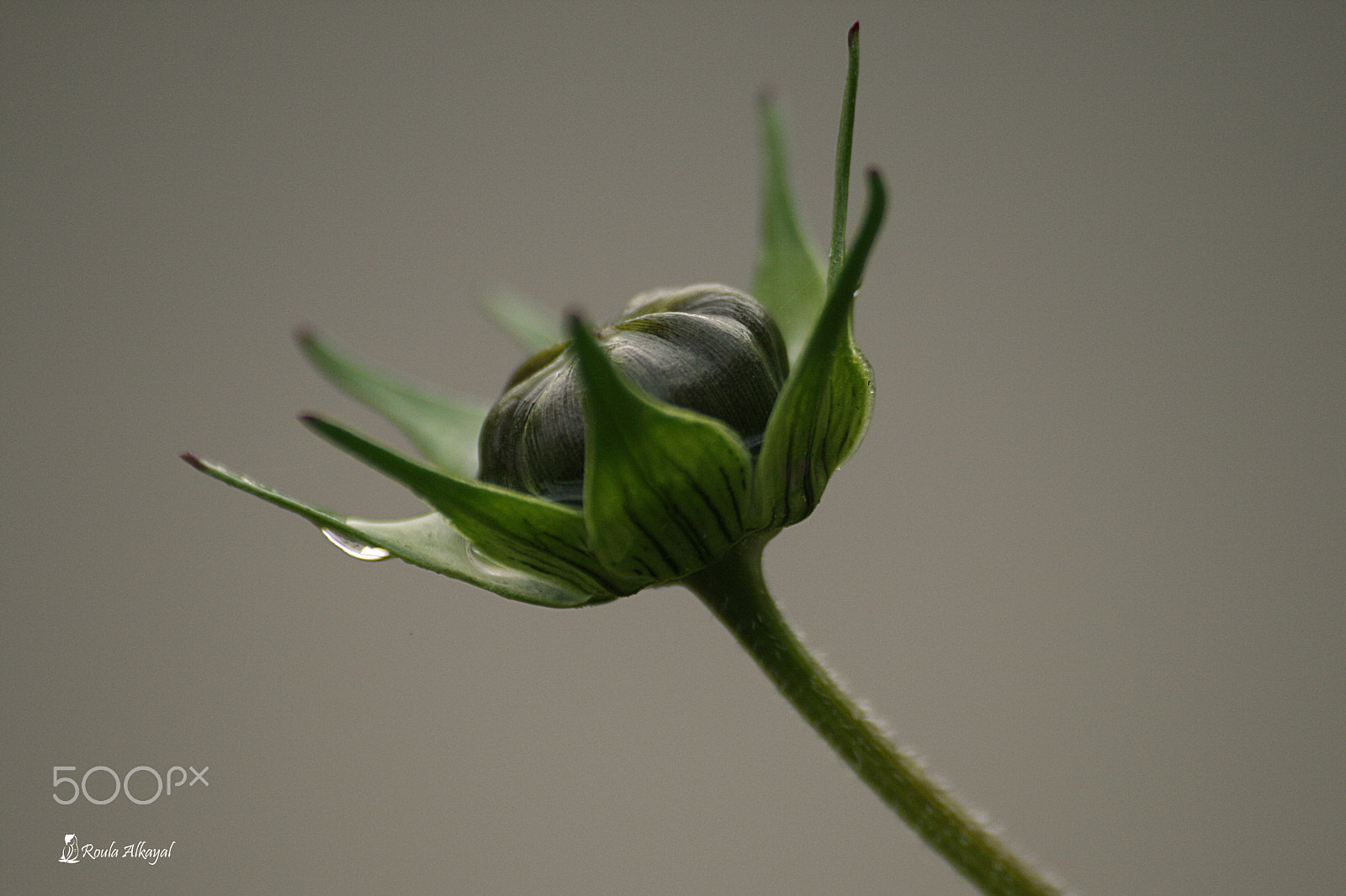 Canon EOS 400D (EOS Digital Rebel XTi / EOS Kiss Digital X) sample photo. Drop of rain on baby flower photography