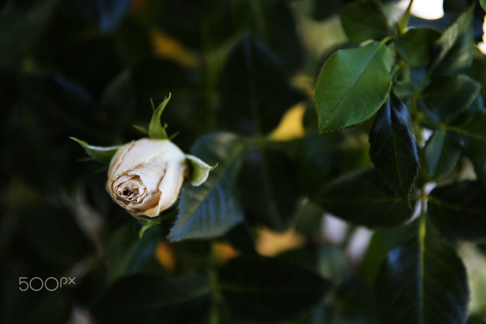 Sigma 17-70mm F2.8-4 DC Macro OS HSM | C sample photo. Rose photography