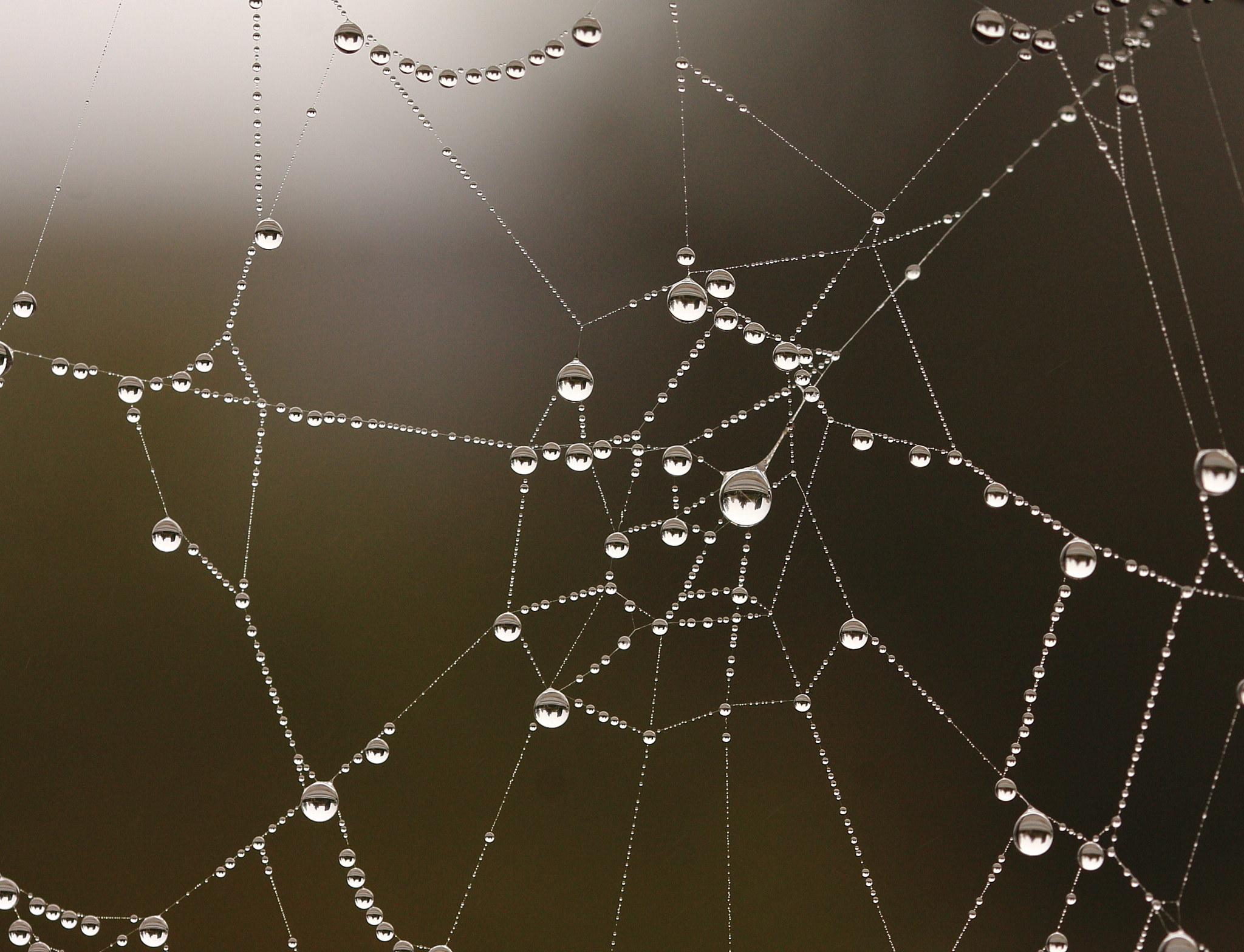 Sigma 105mm F2.8 EX DG OS HSM sample photo. Pearls photography