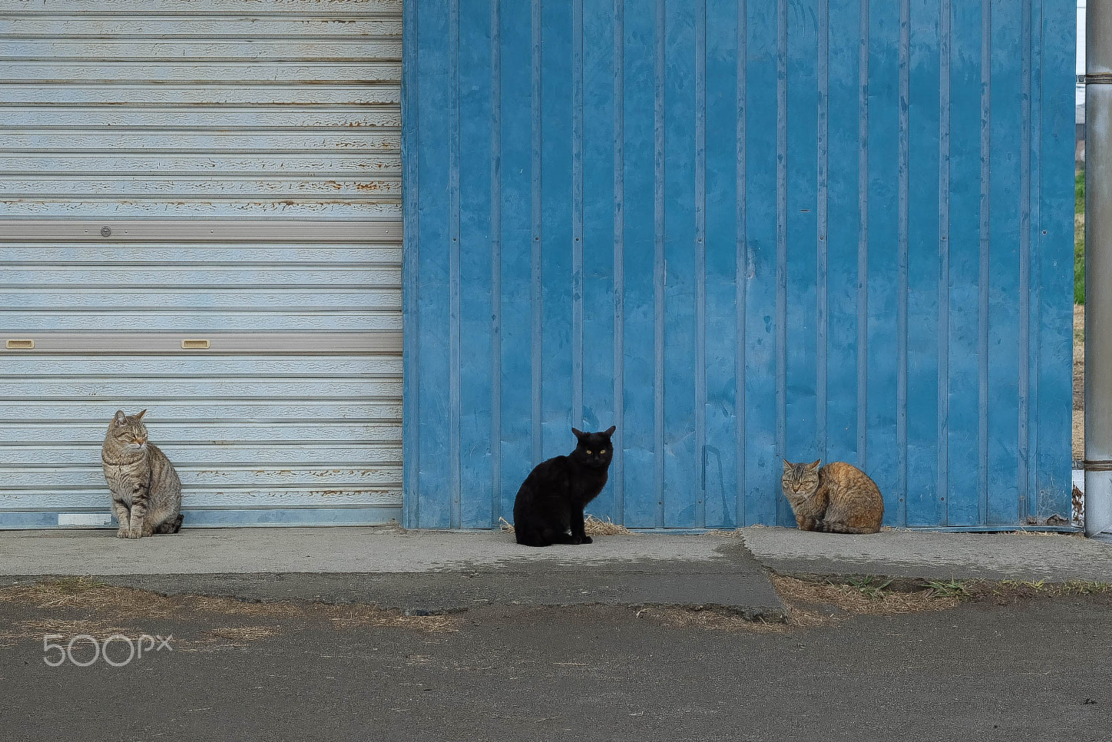 Fujifilm X-M1 + Fujifilm XF 60mm F2.4 R Macro sample photo. Three cats photography